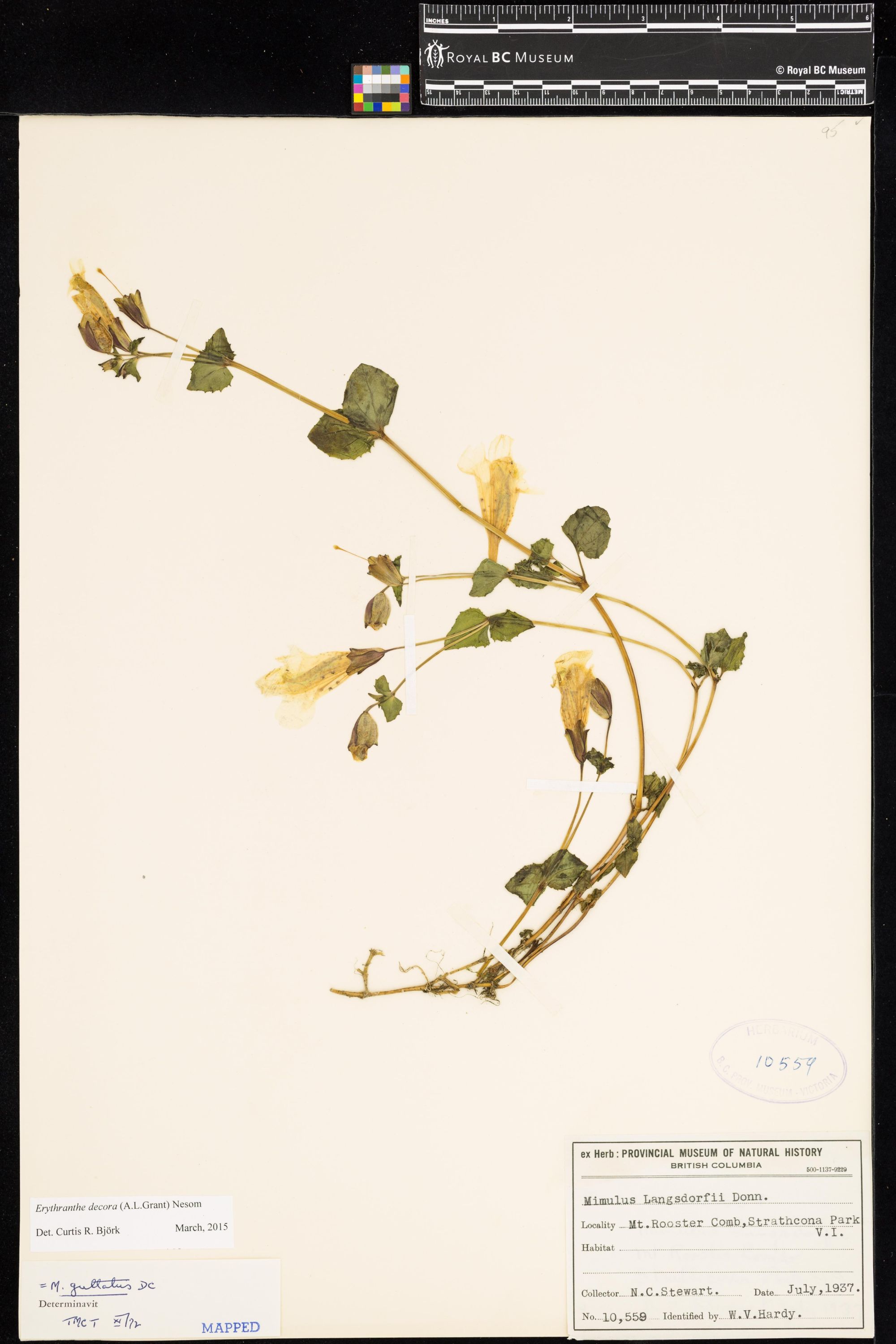 Image representing Erythranthe decora.