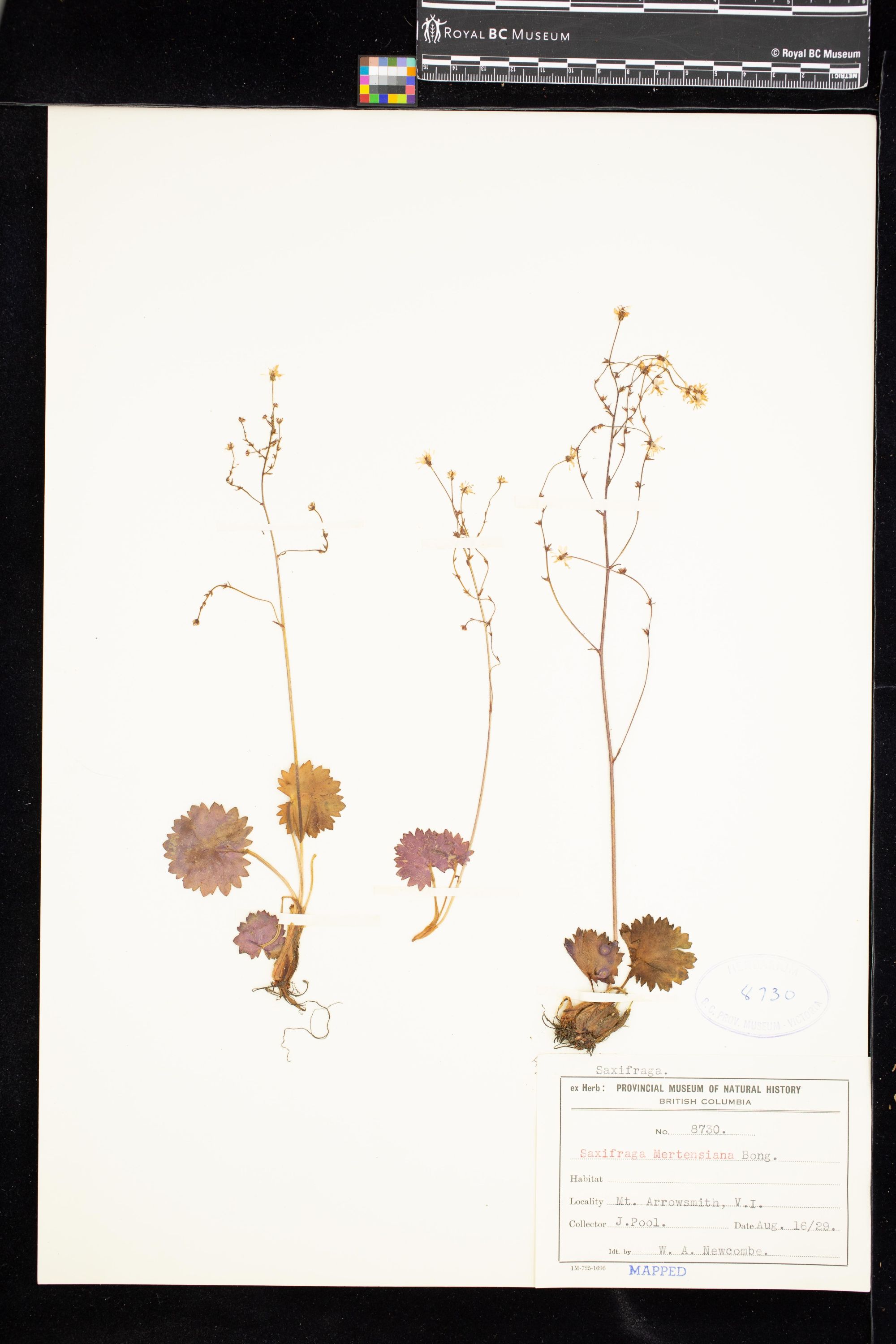 Image representing Saxifraga mertensiana.