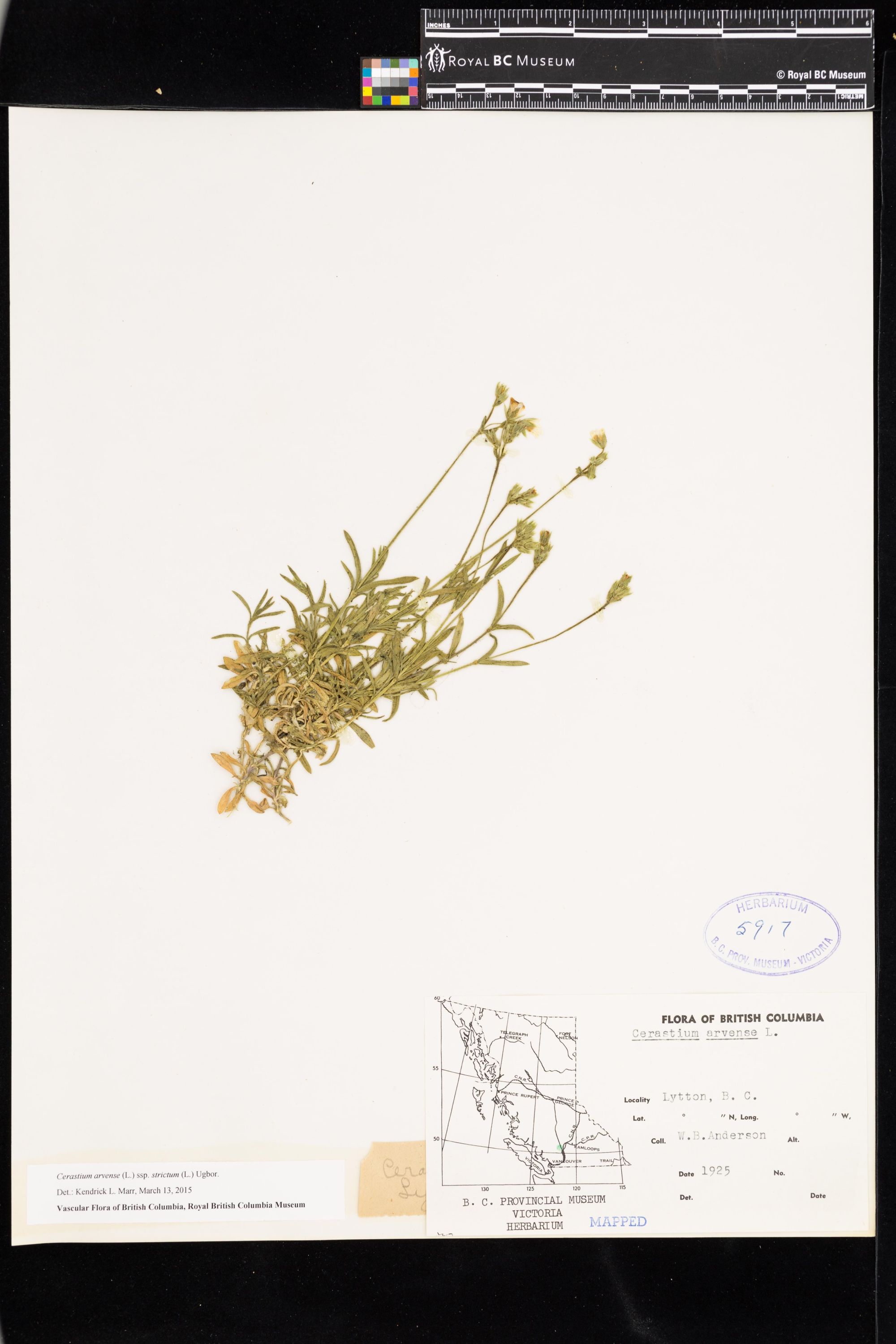 Image representing Cerastium arvense ssp. strictum.
