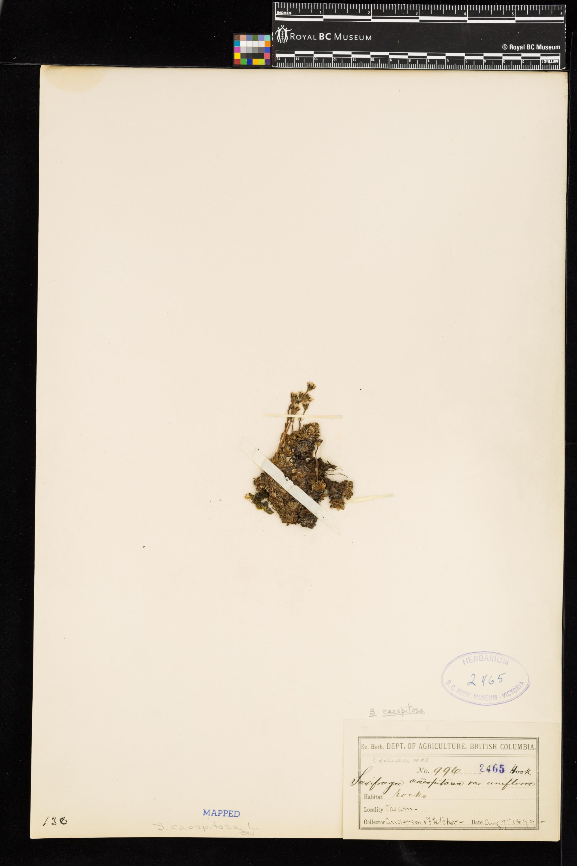 Image representing Saxifraga caespitosa.