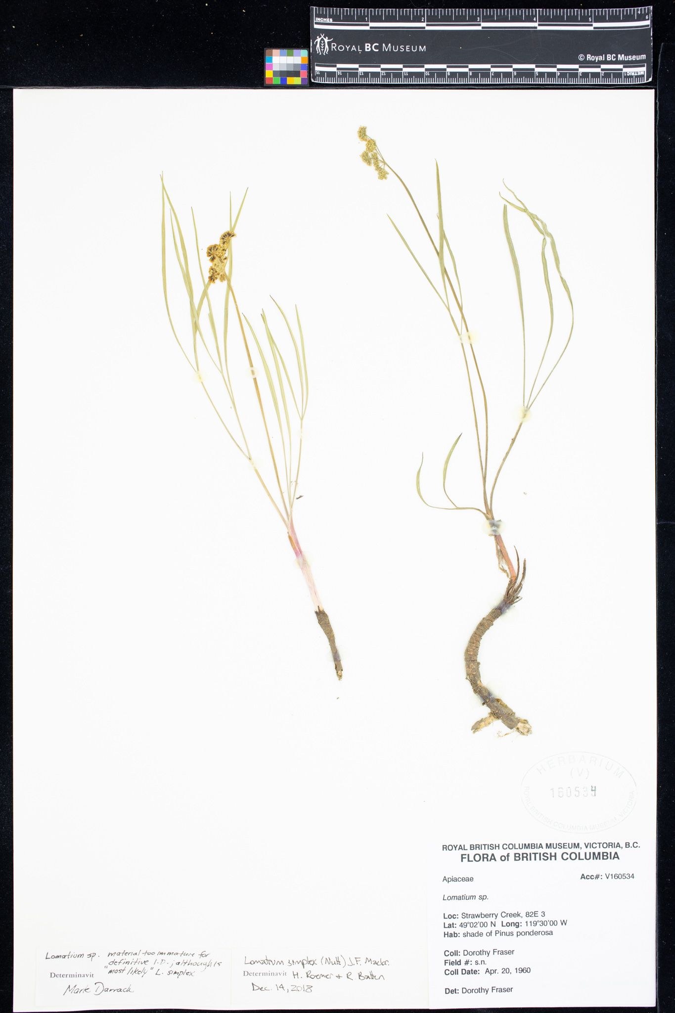 Image representing Lomatium.