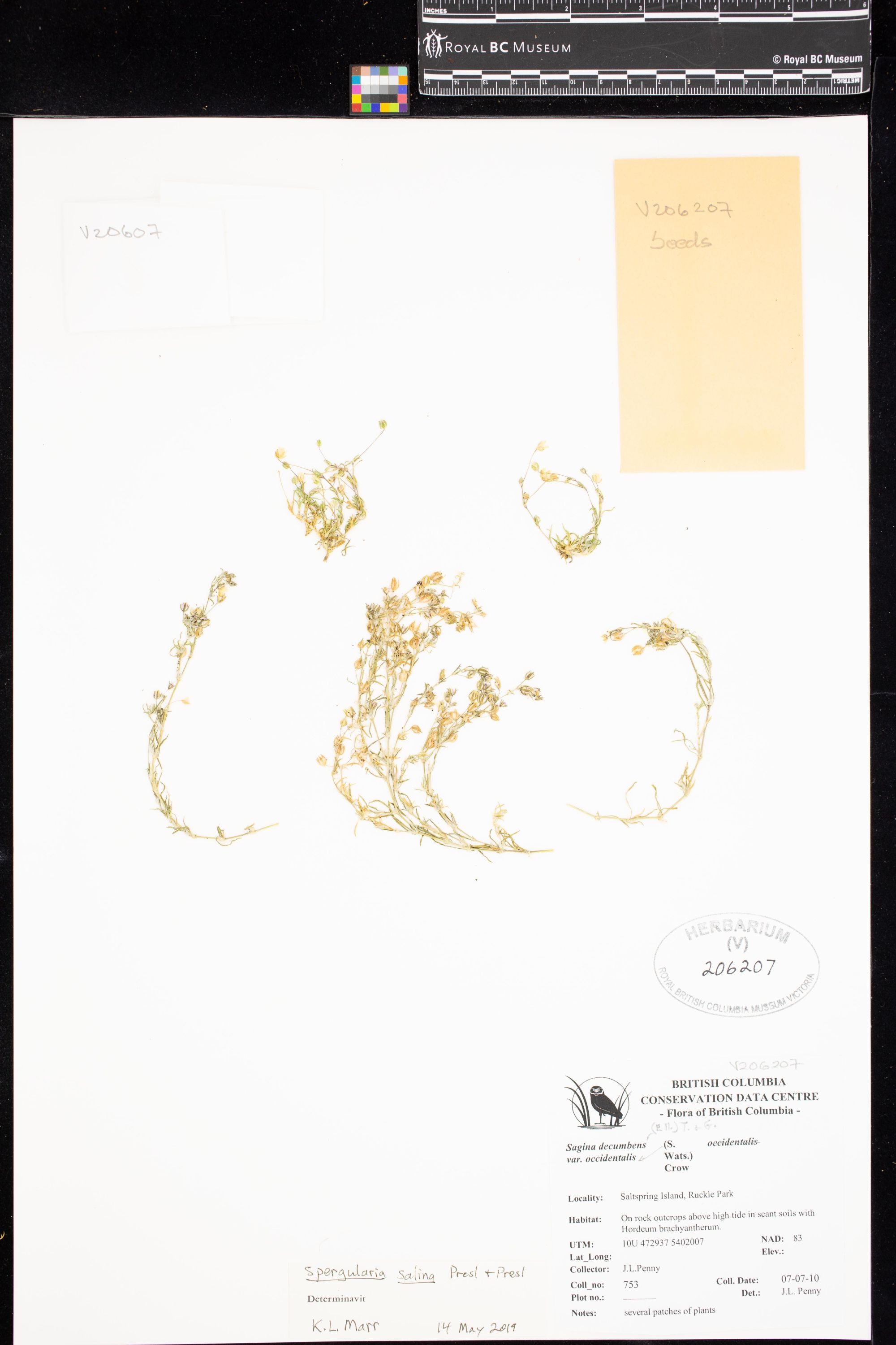 Image representing Spergularia salina.