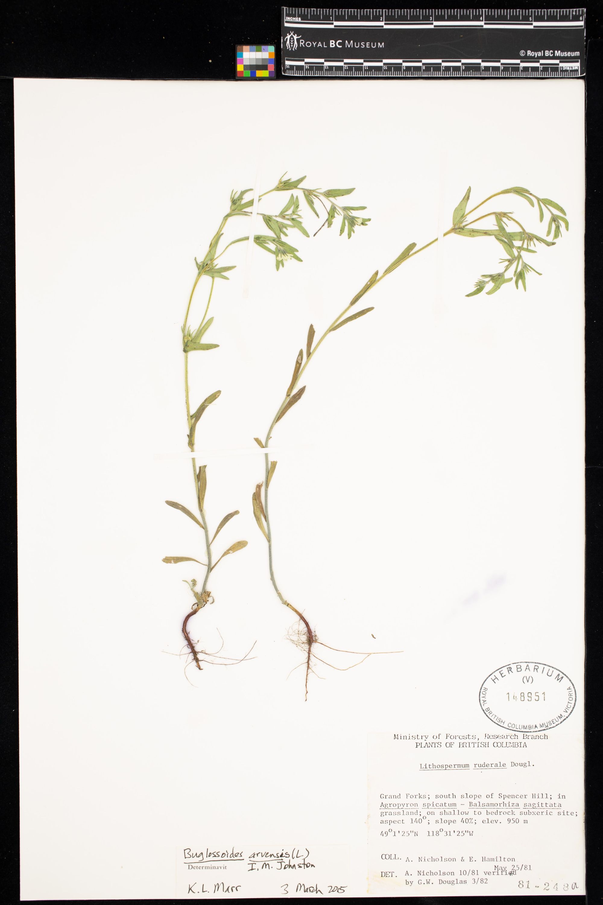 Image representing Buglossoides arvensis.