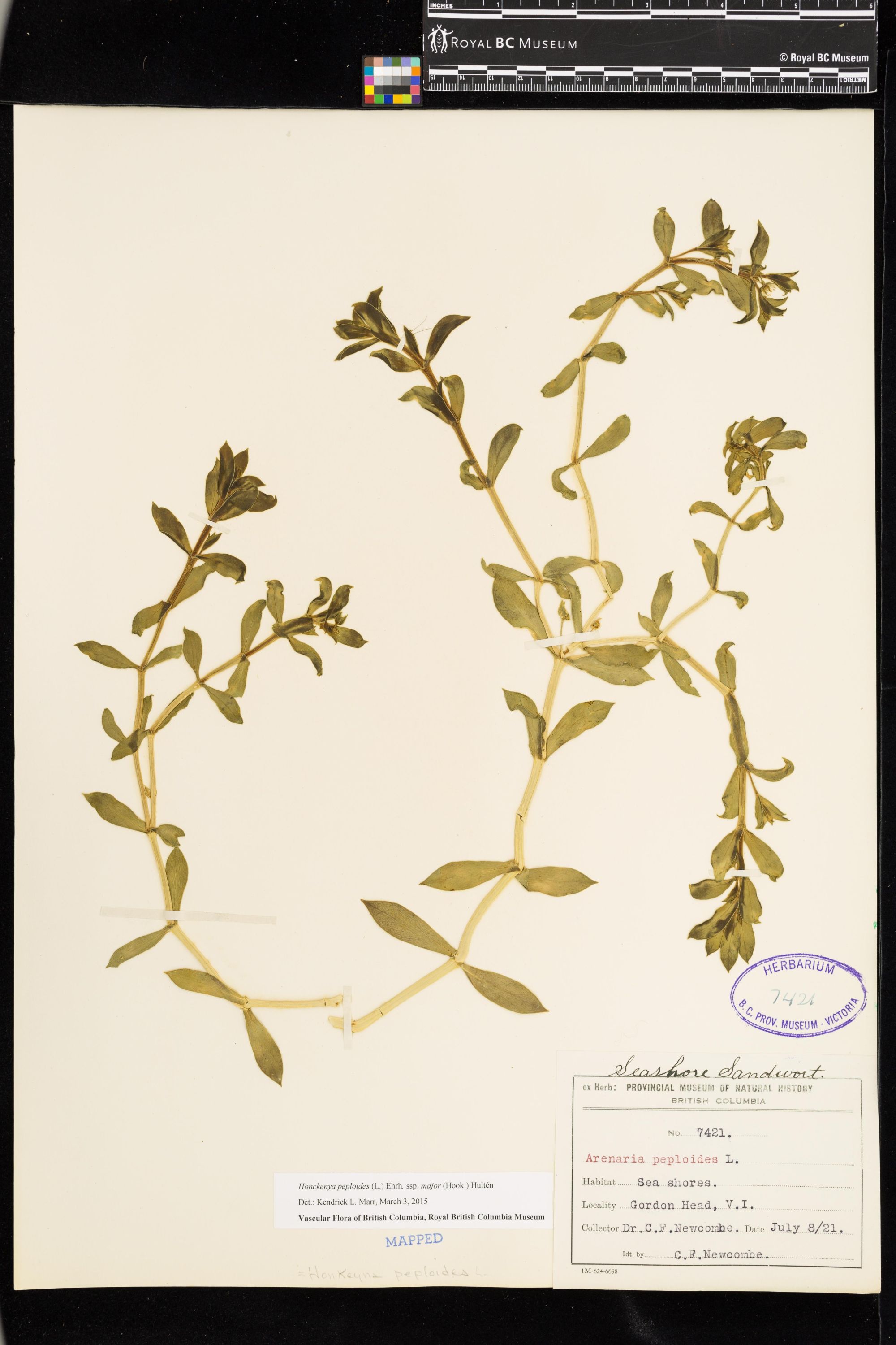 Image representing Honckenya peploides ssp. major.