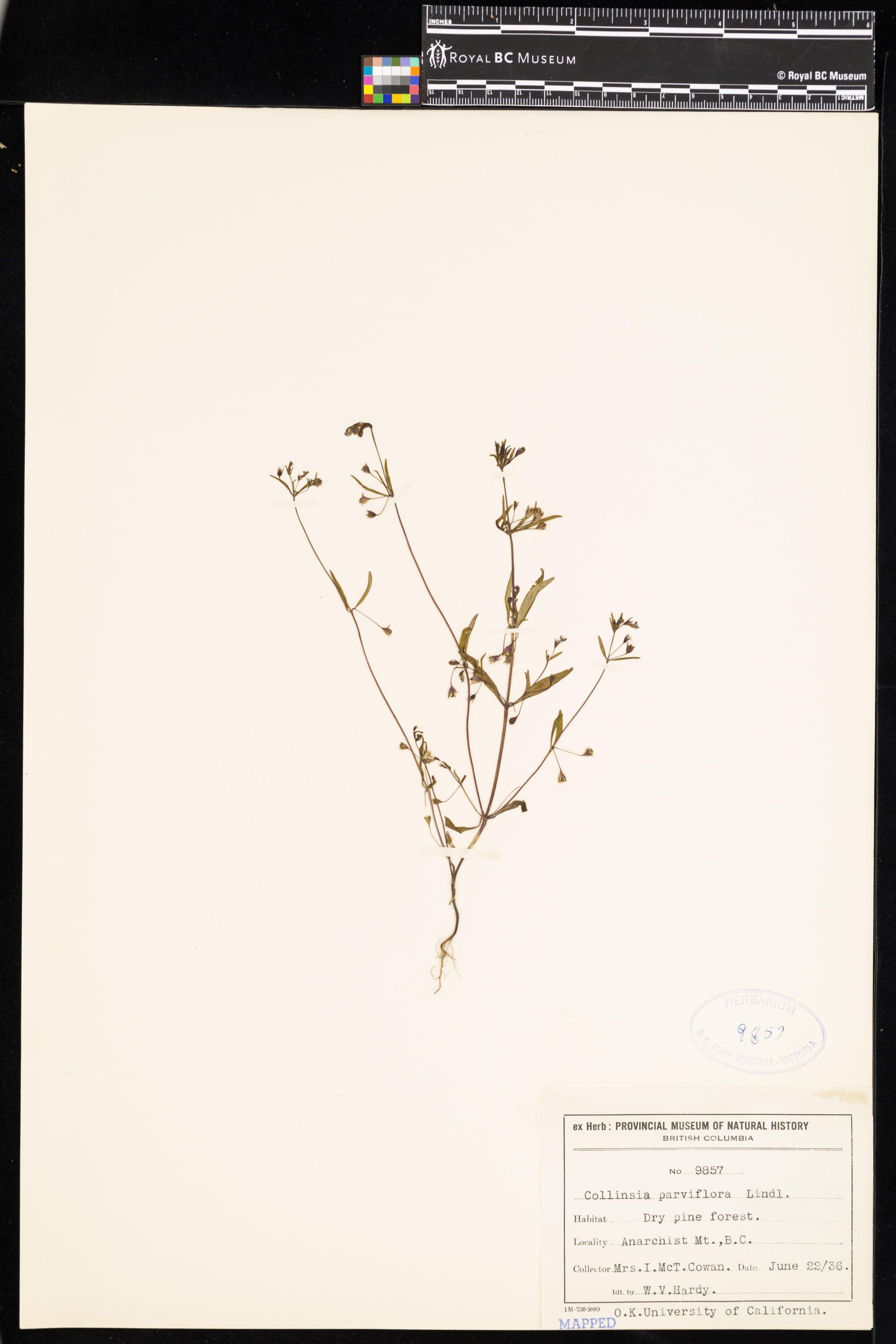 Image representing Collinsia parviflora.