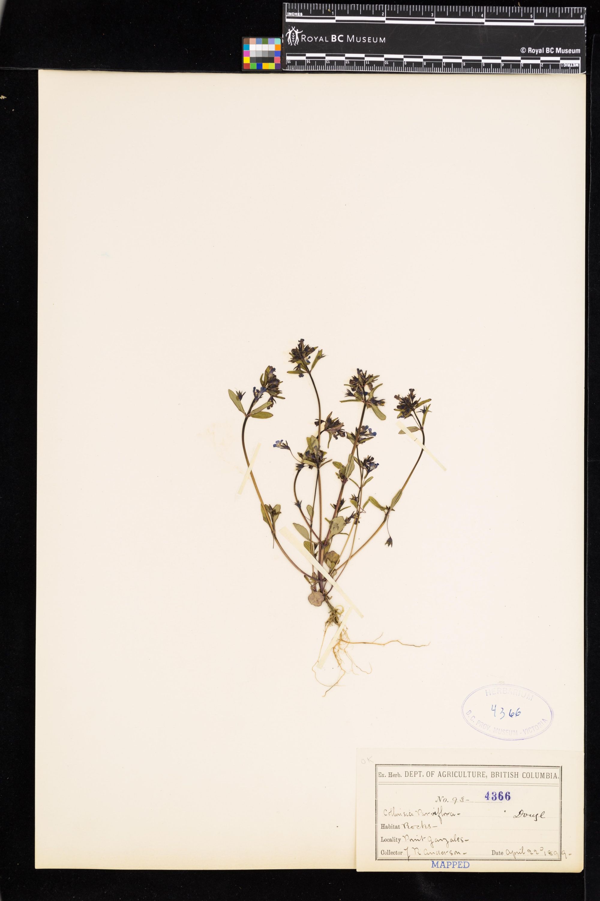 Image representing Collinsia parviflora.