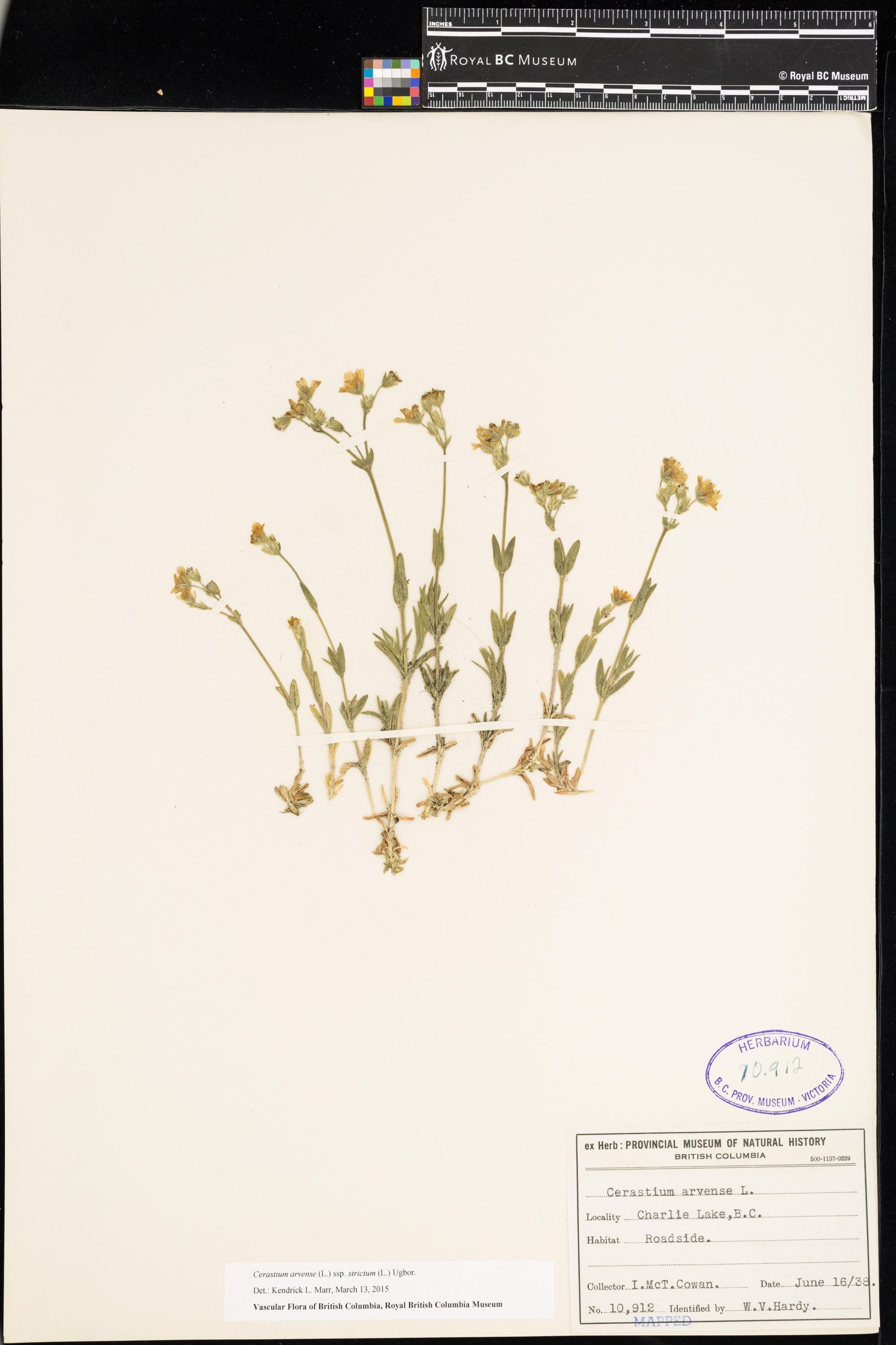 Image representing Cerastium arvense ssp. strictum.