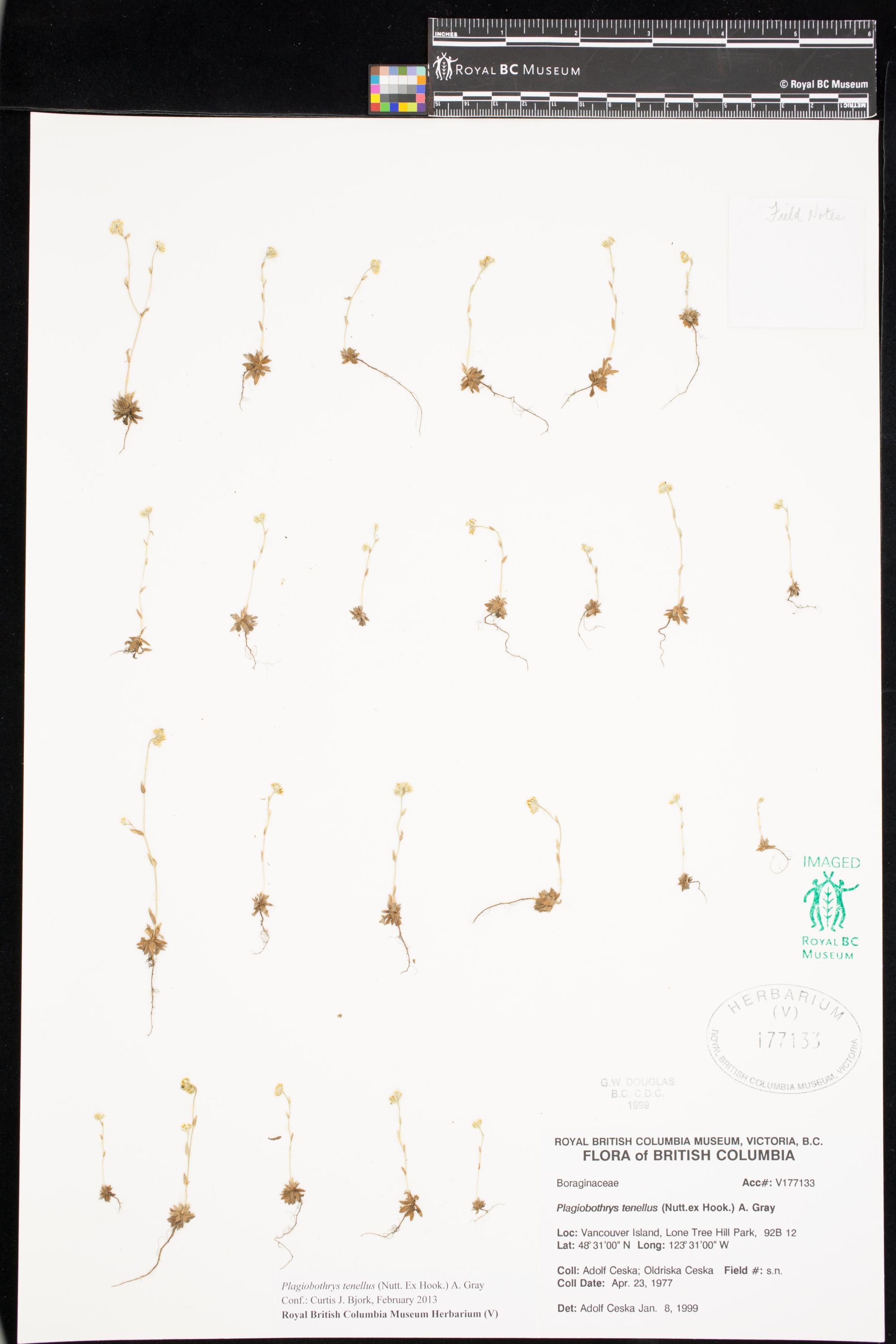 Image representing Plagiobothrys tenellus.