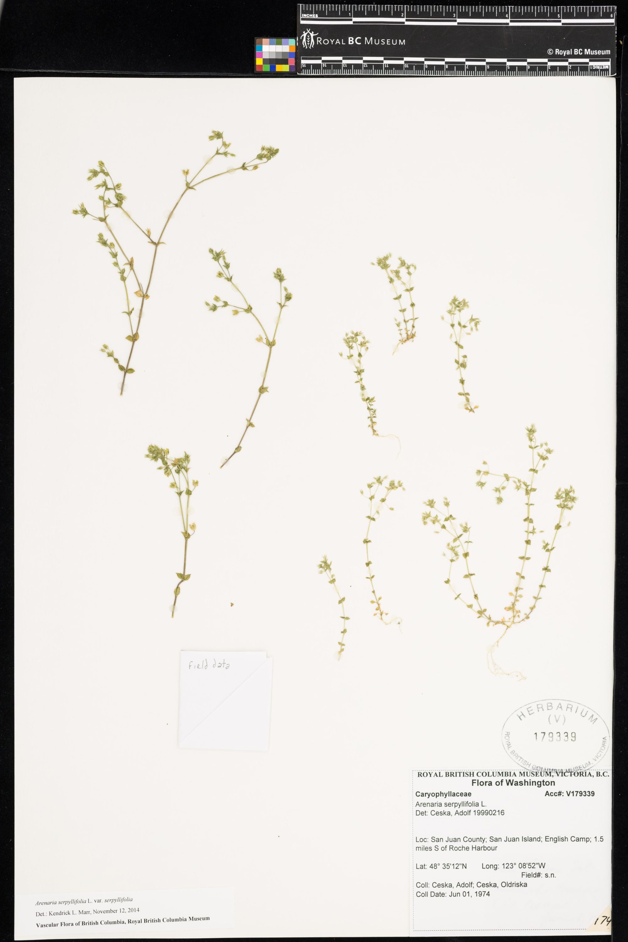 Image representing Arenaria serpyllifolia var. serpyllifolia.