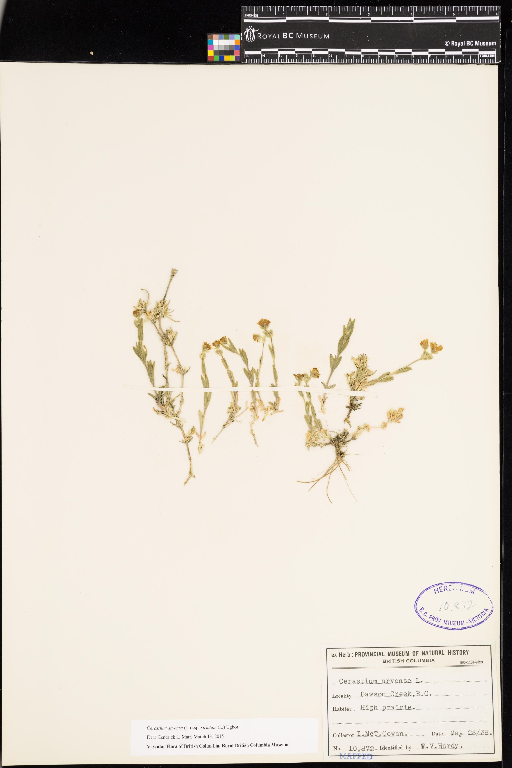 Image representing Cerastium arvense ssp. strictum.