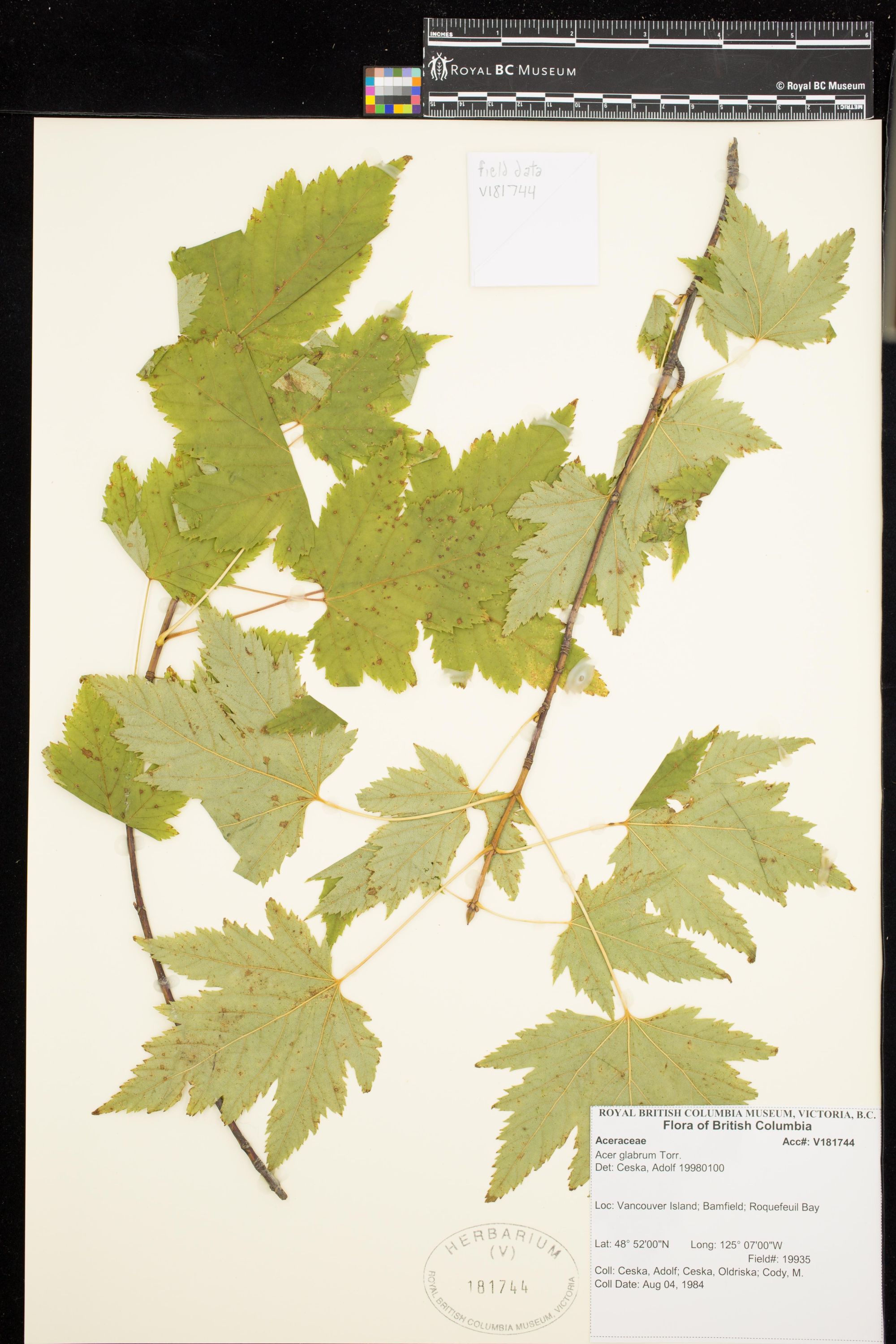 Image representing Acer glabrum.