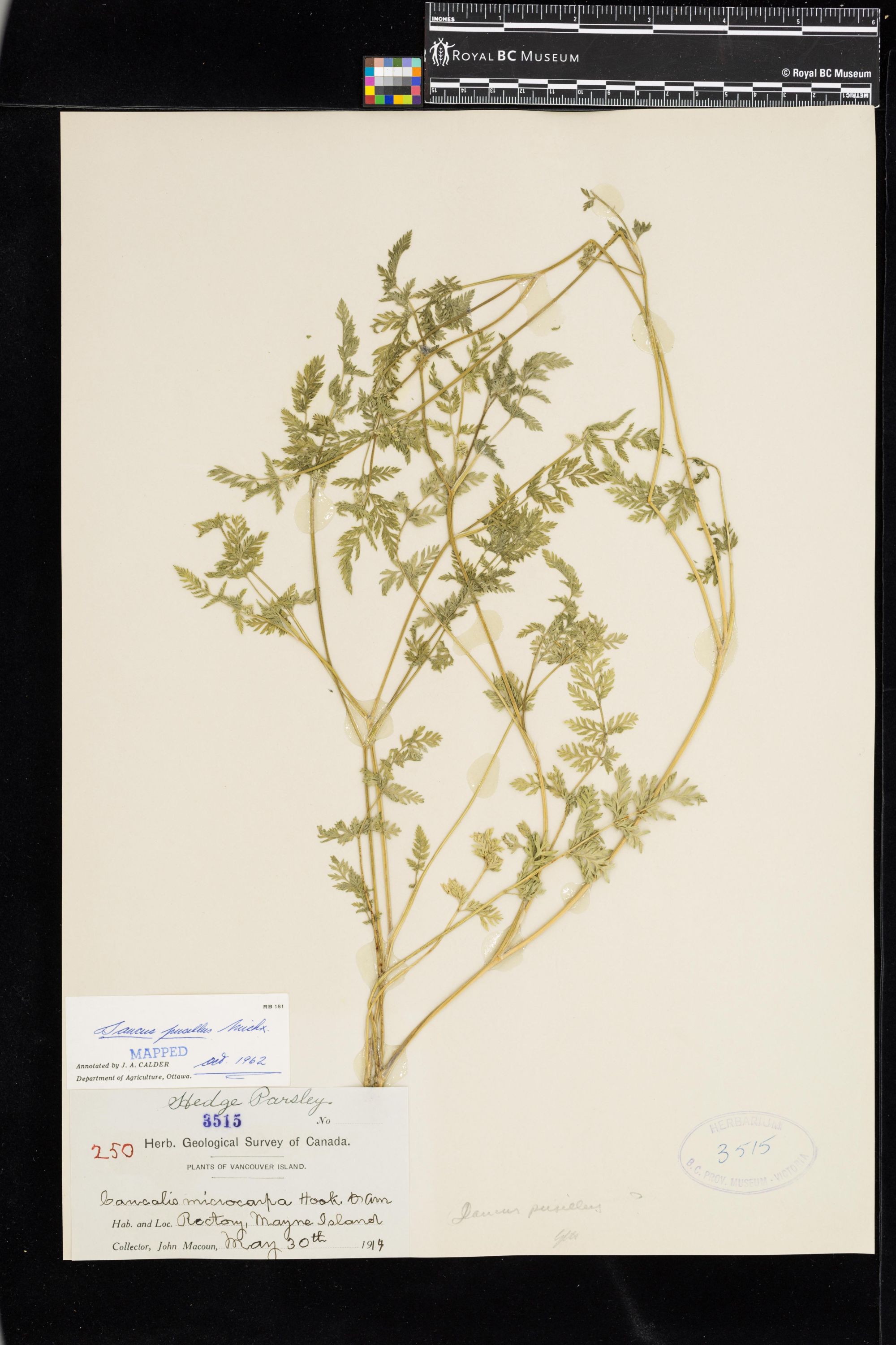 Image representing Daucus pusillus.