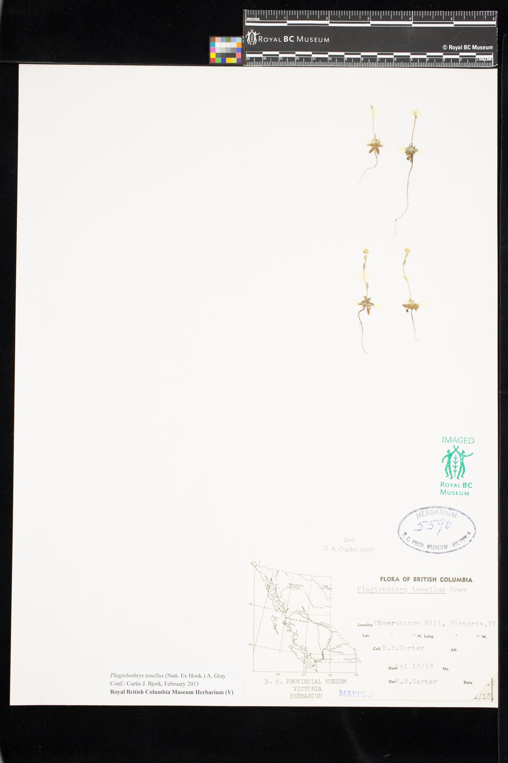 Image representing Plagiobothrys tenellus.