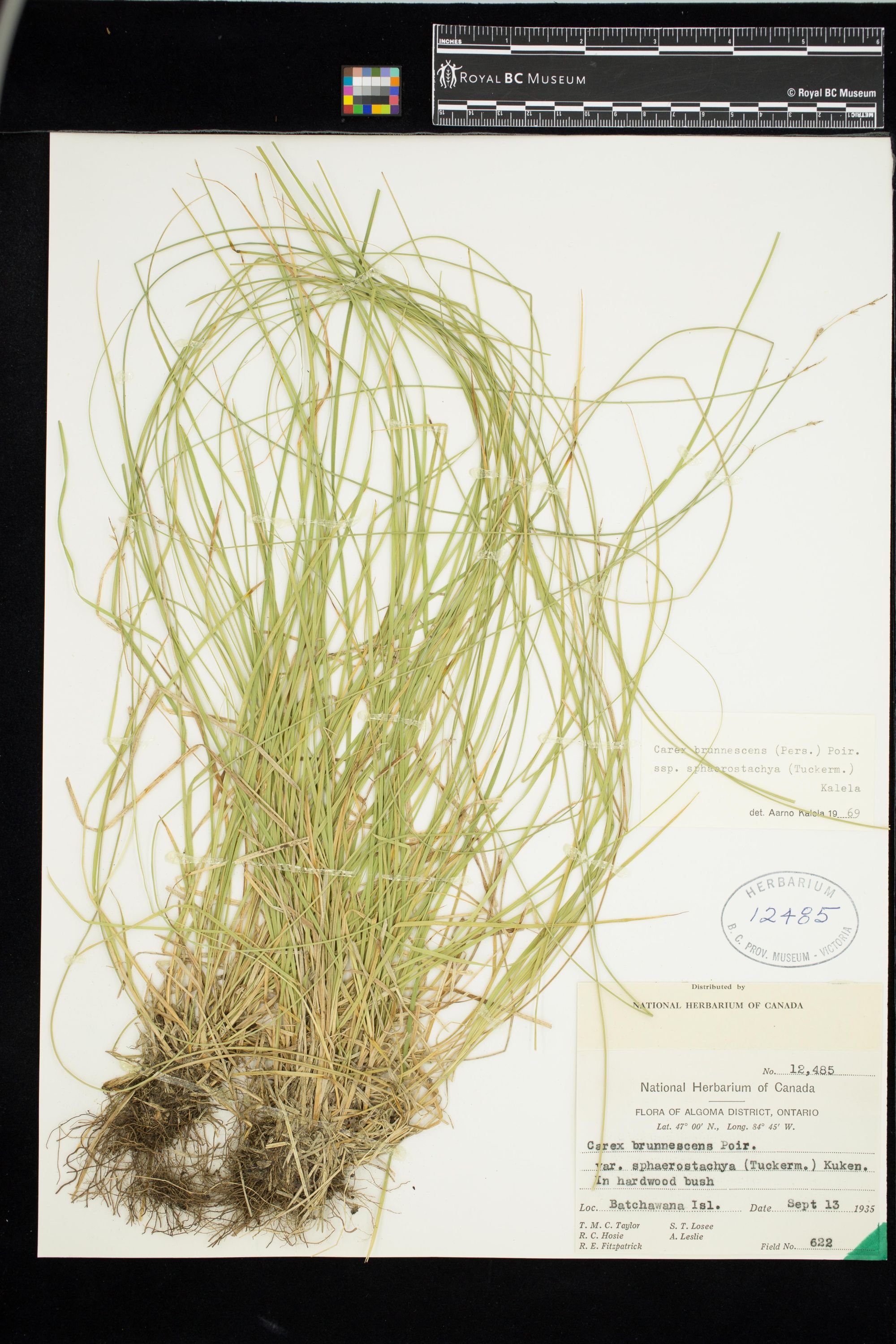Image representing Carex brunnescens.