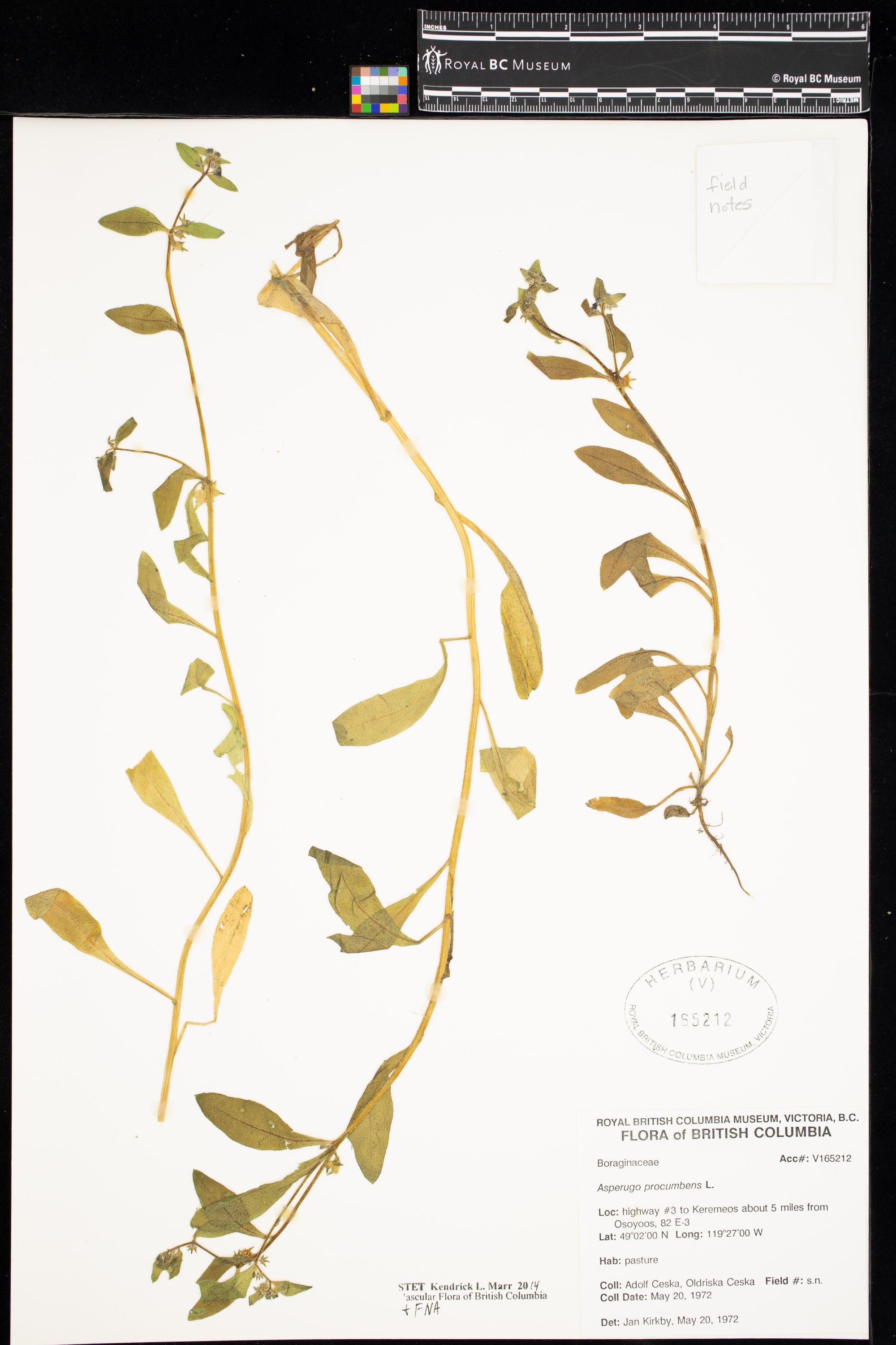 Image representing Asperugo procumbens.