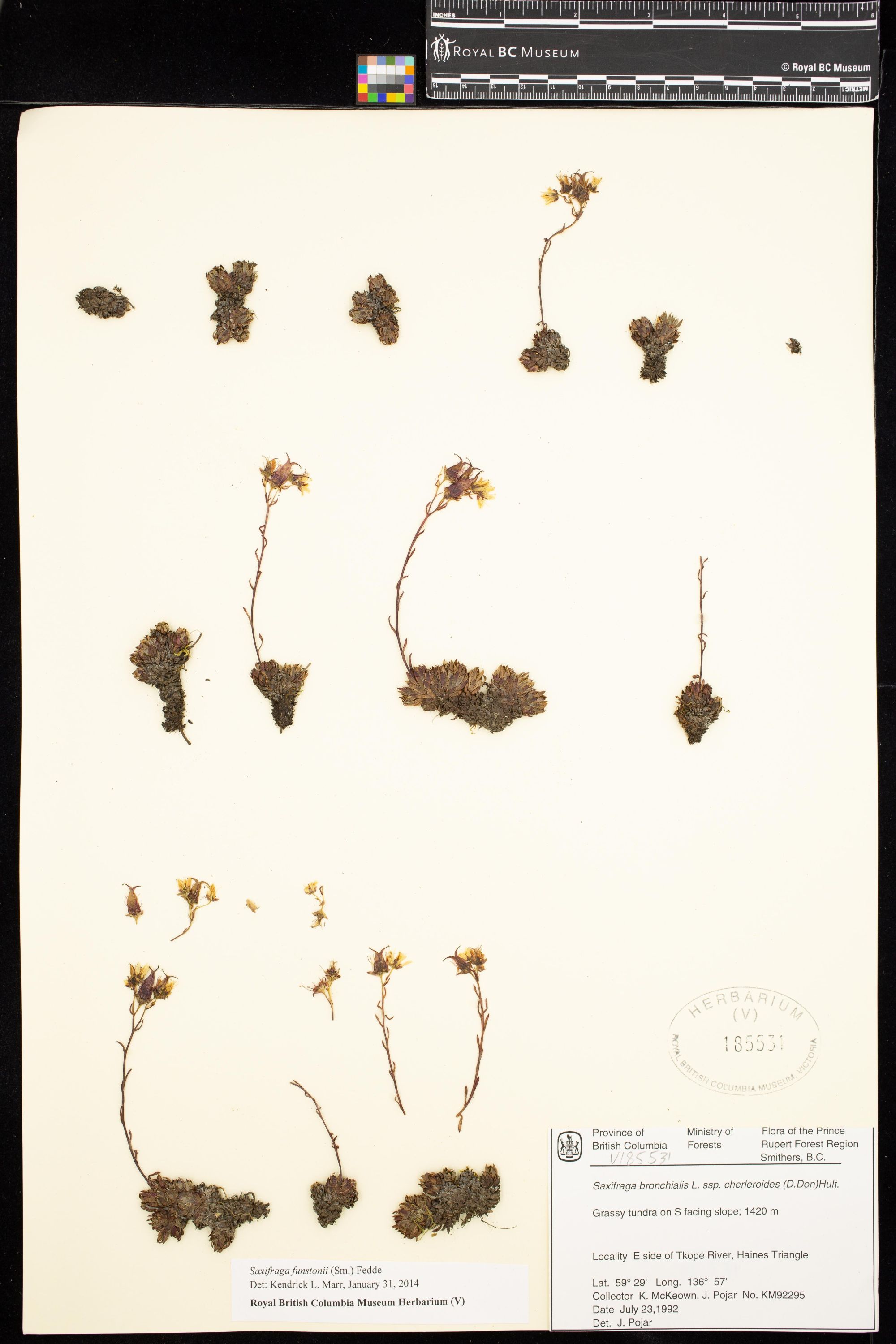 Image representing Saxifraga bronchialis ssp. cherleroides.