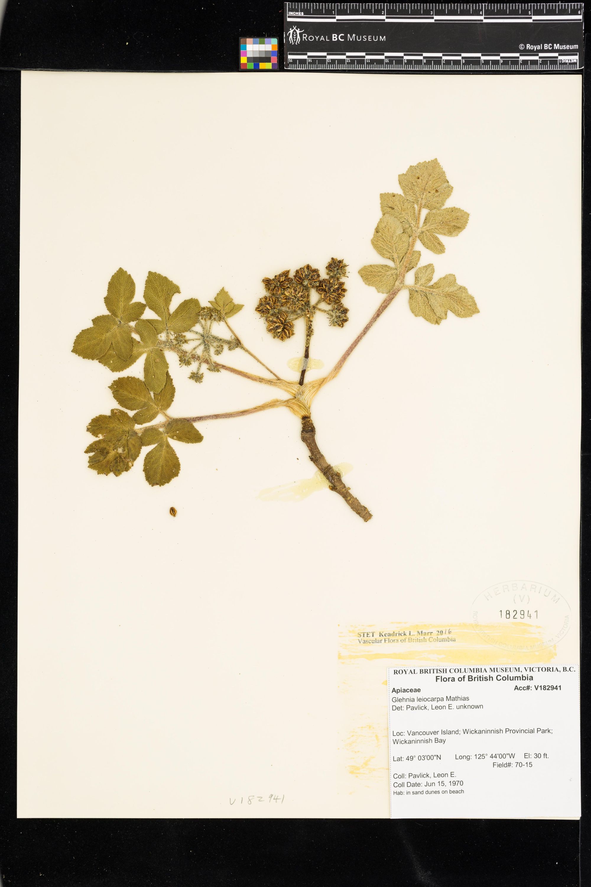 Image representing Glehnia leiocarpa.