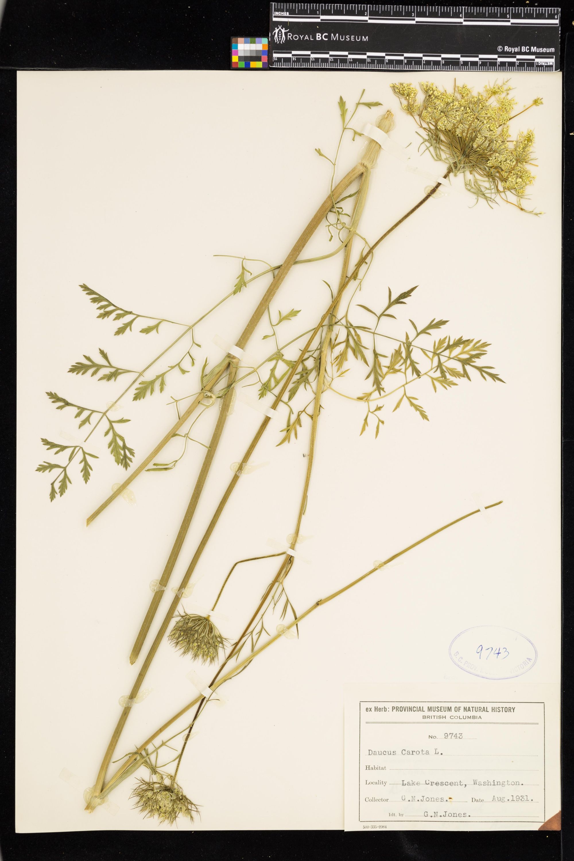 Image representing Daucus carota.