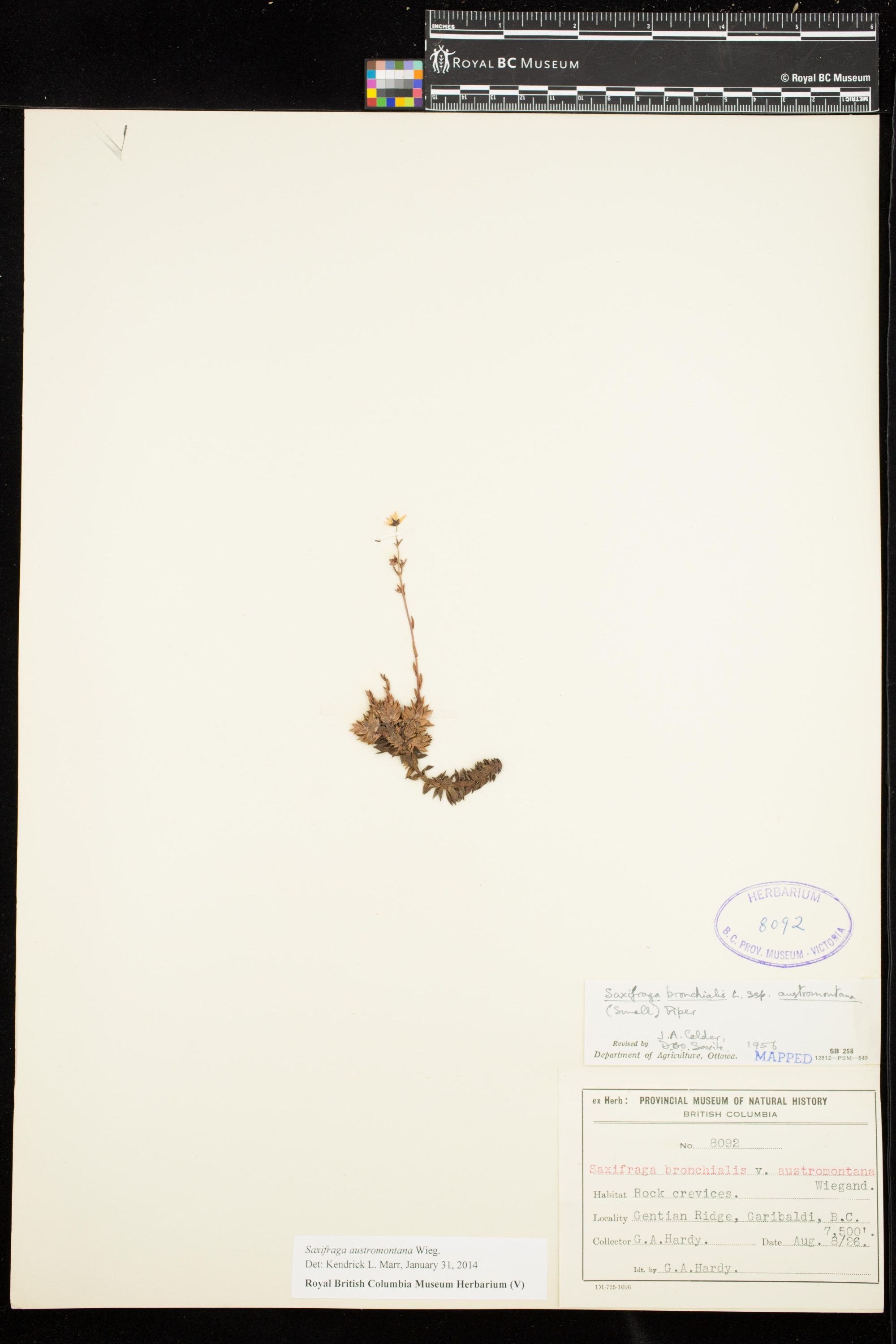 Image representing Saxifraga austromontana.