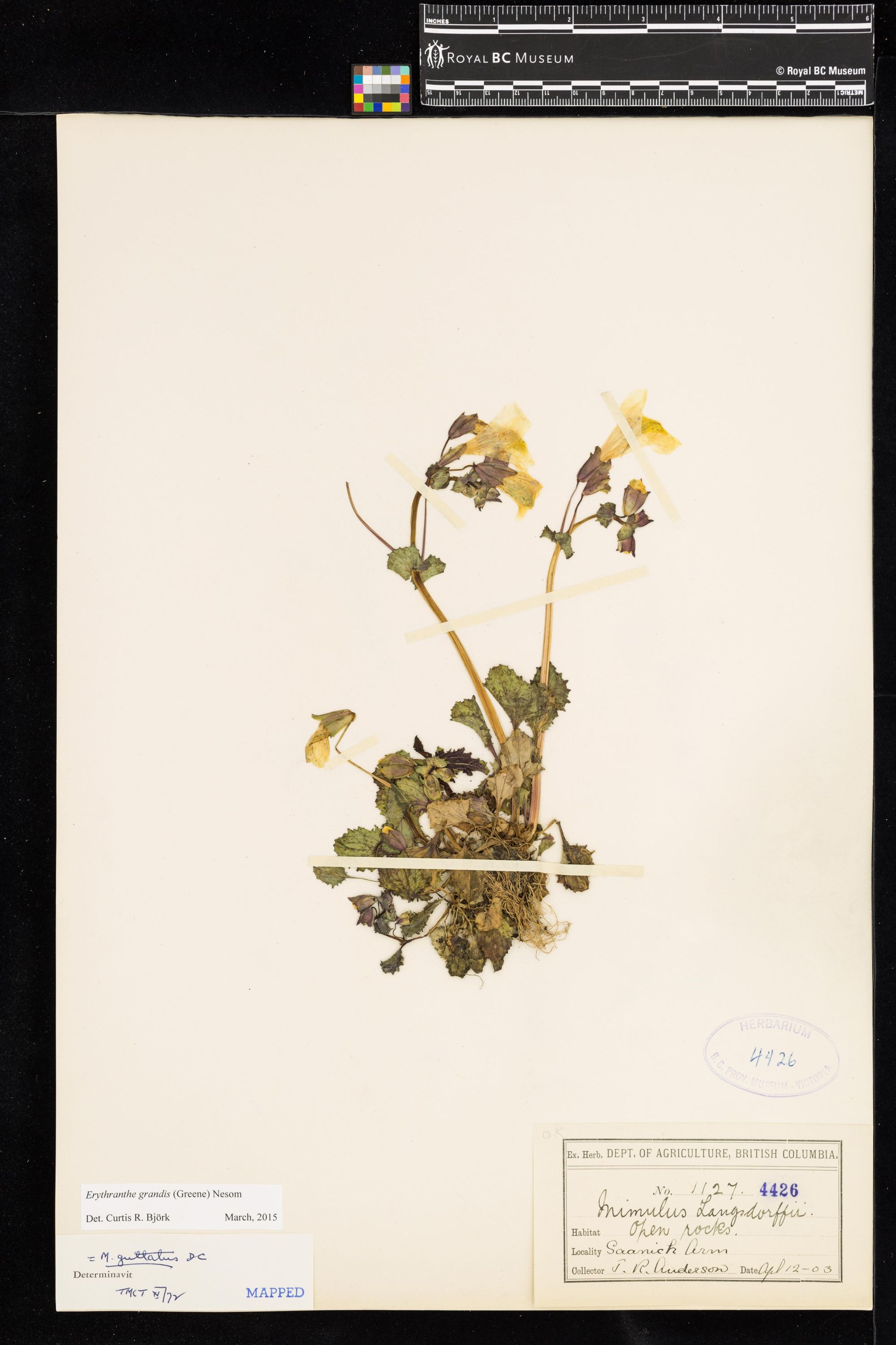 Image representing Erythranthe grandis.