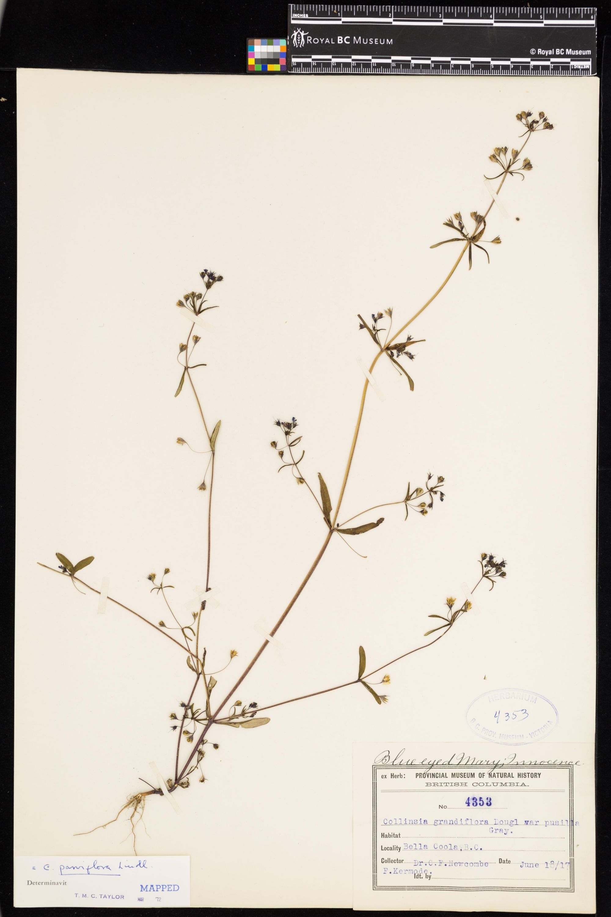 Image representing Collinsia parviflora.