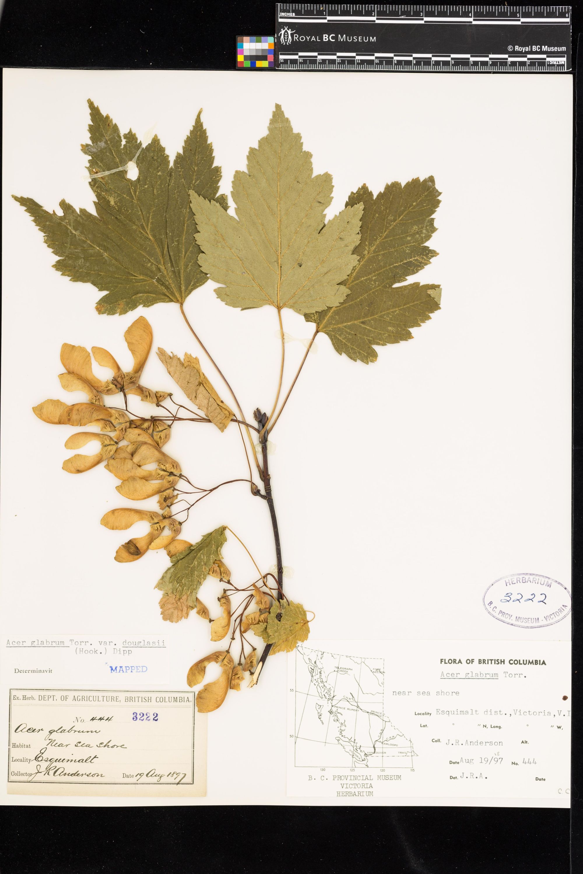 Image representing Acer glabrum var. douglasii.