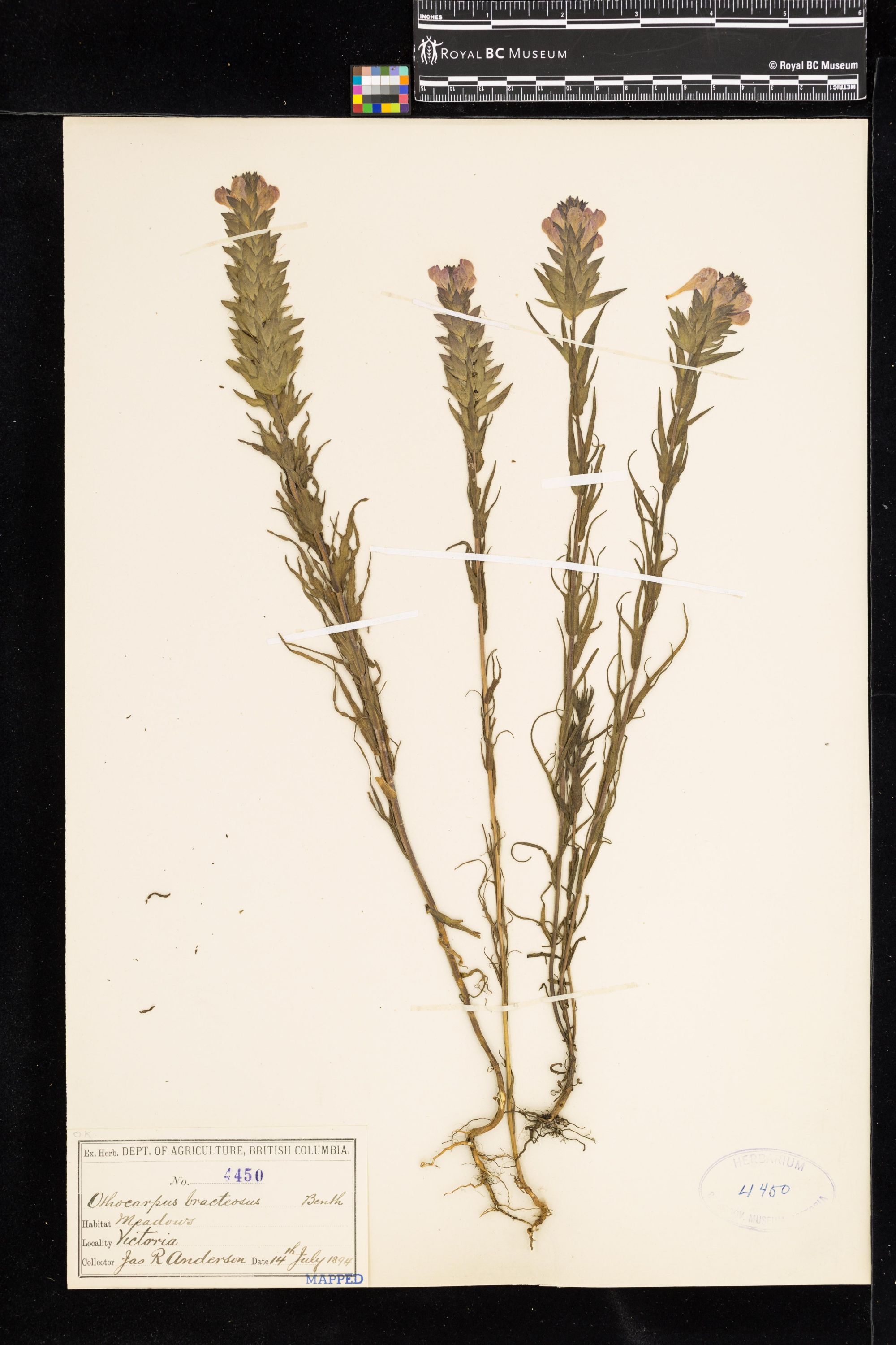 Image representing Orthocarpus bracteosus.