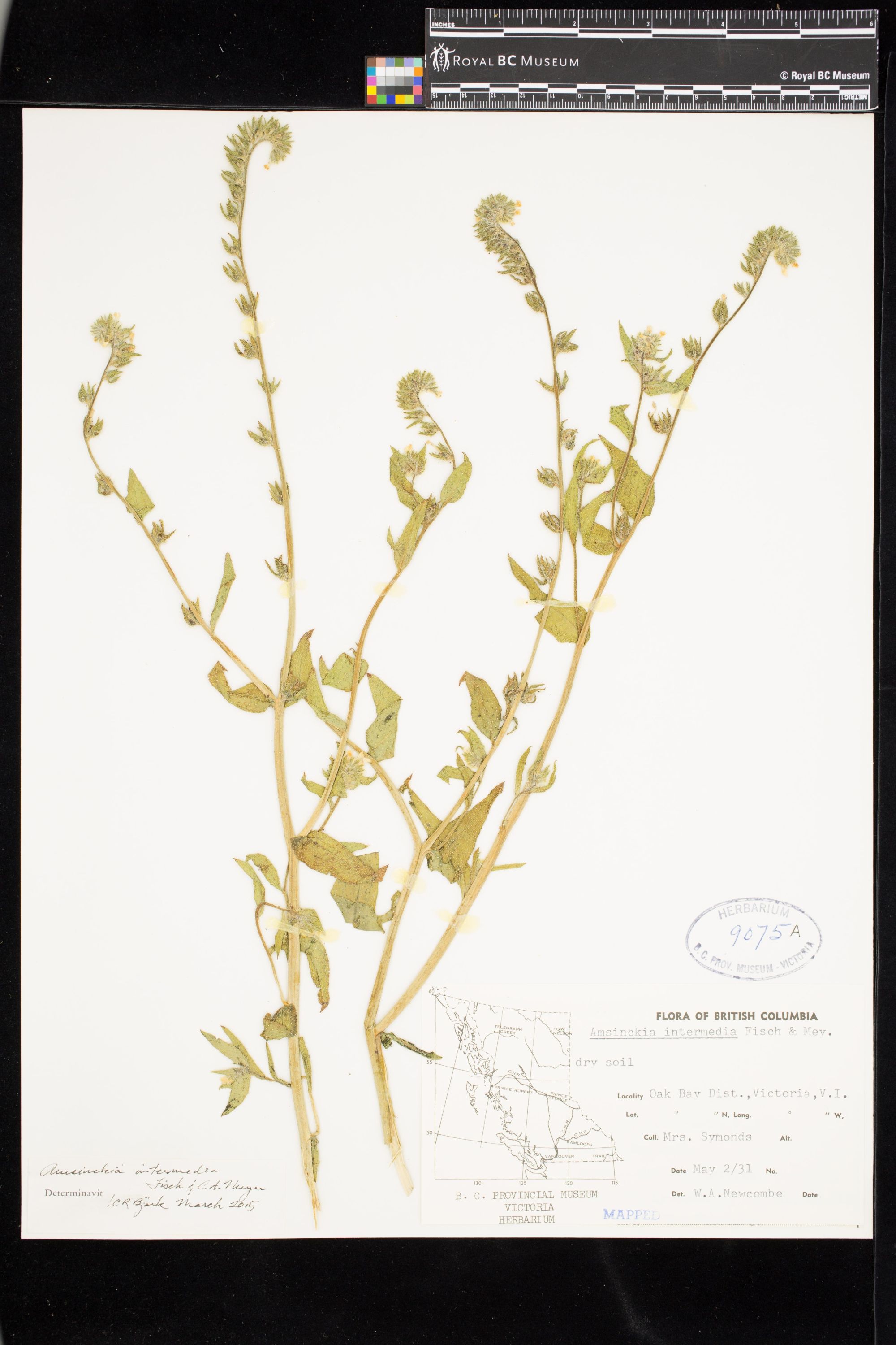 Image representing Amsinckia intermedia.