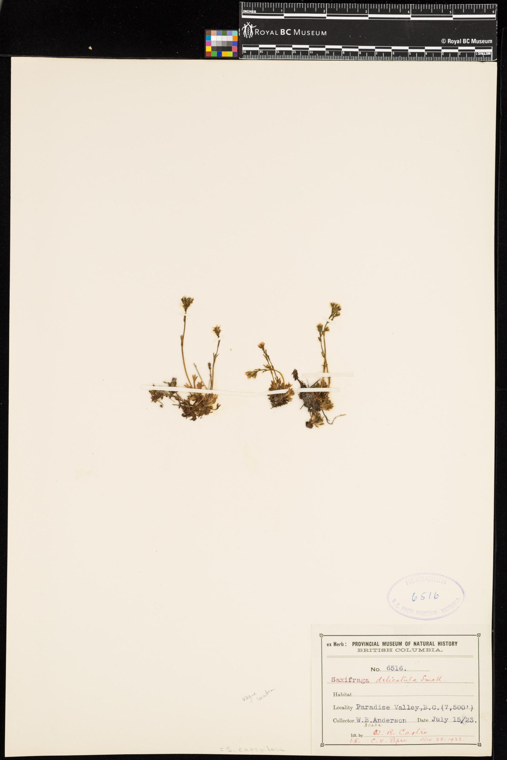 Image representing Saxifraga caespitosa.