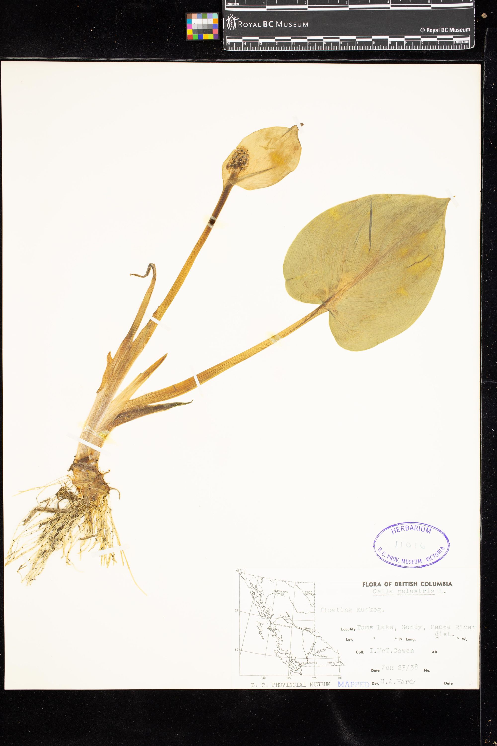 Image representing Calla palustris.