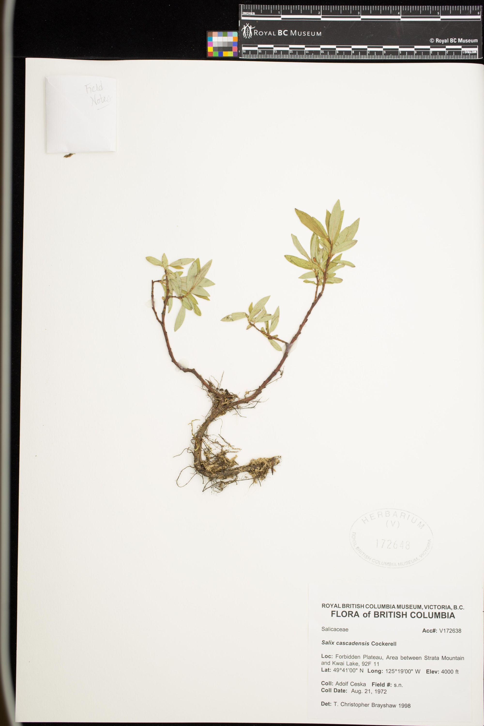 Image representing Botrychium simplex.