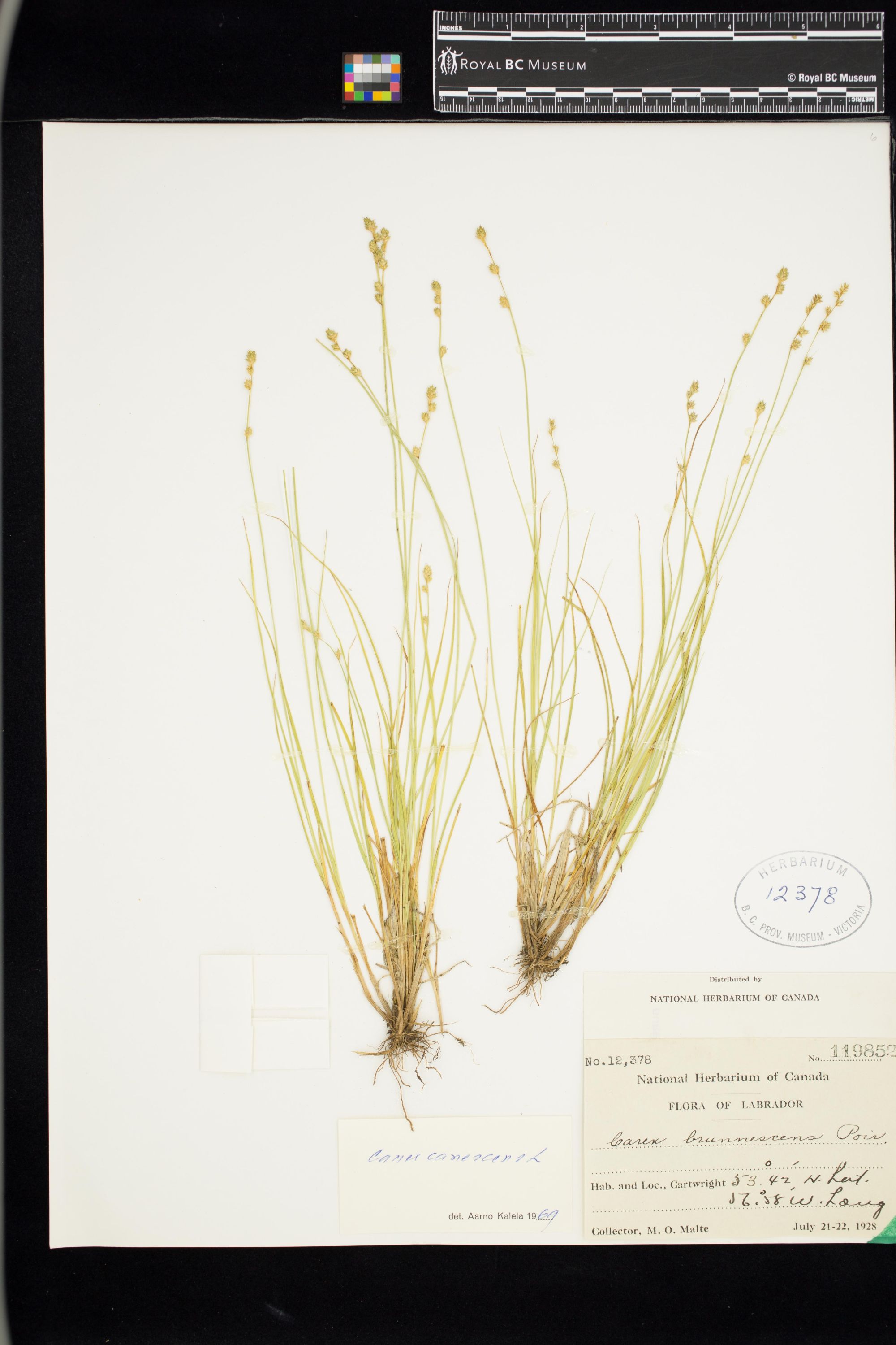 Image representing Carex canescens.