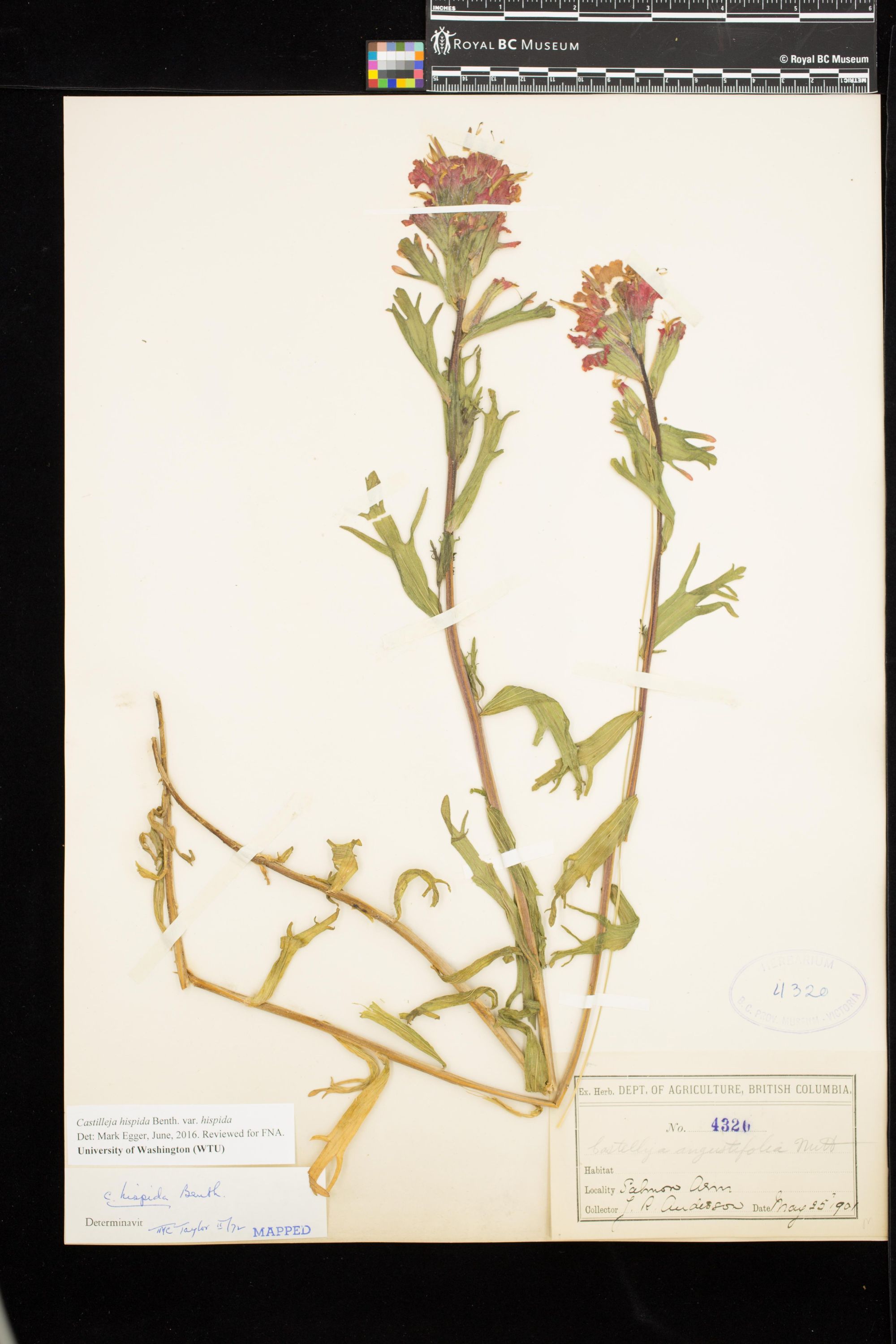 Image representing Castilleja hispida var. hispida.