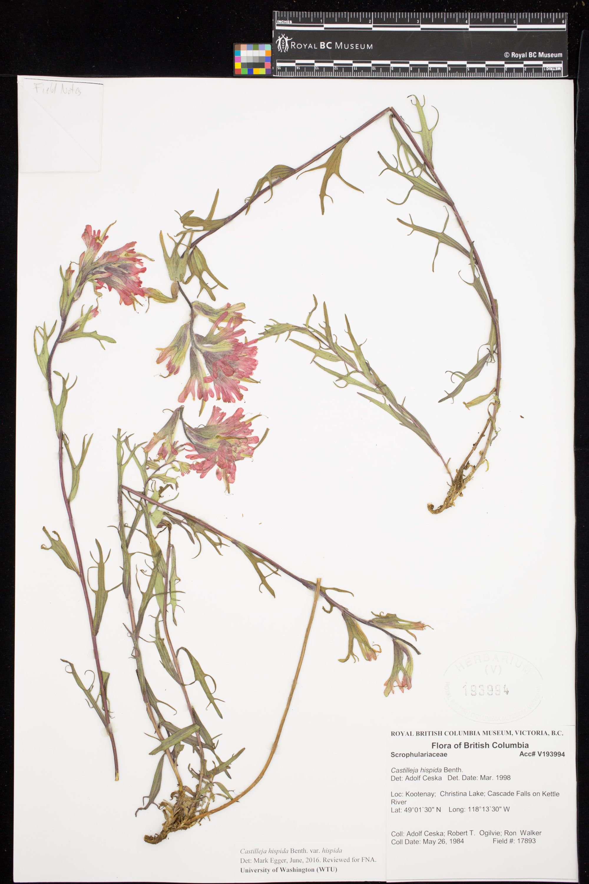 Image representing Castilleja hispida var. hispida.