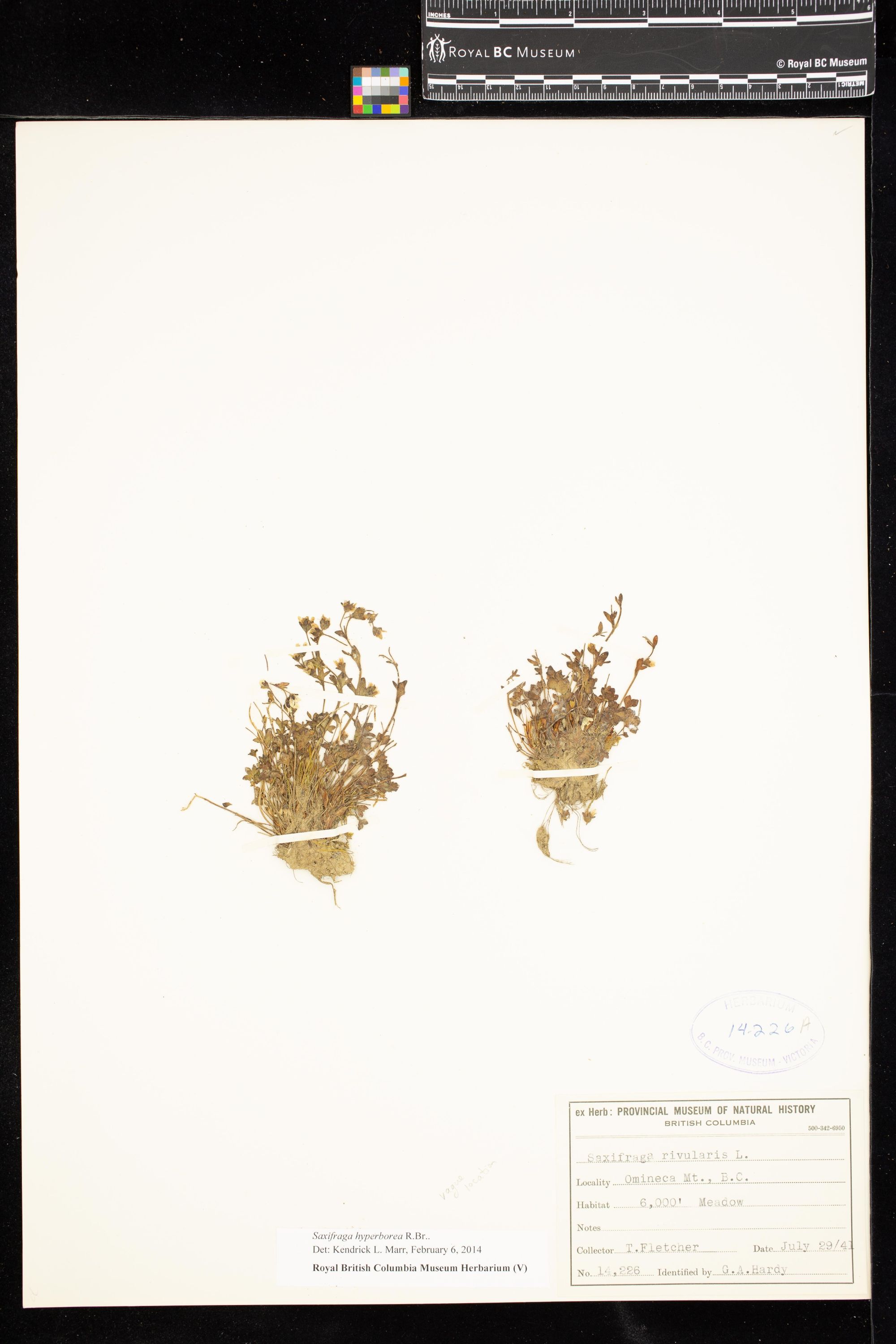 Image representing Saxifraga hyperborea.