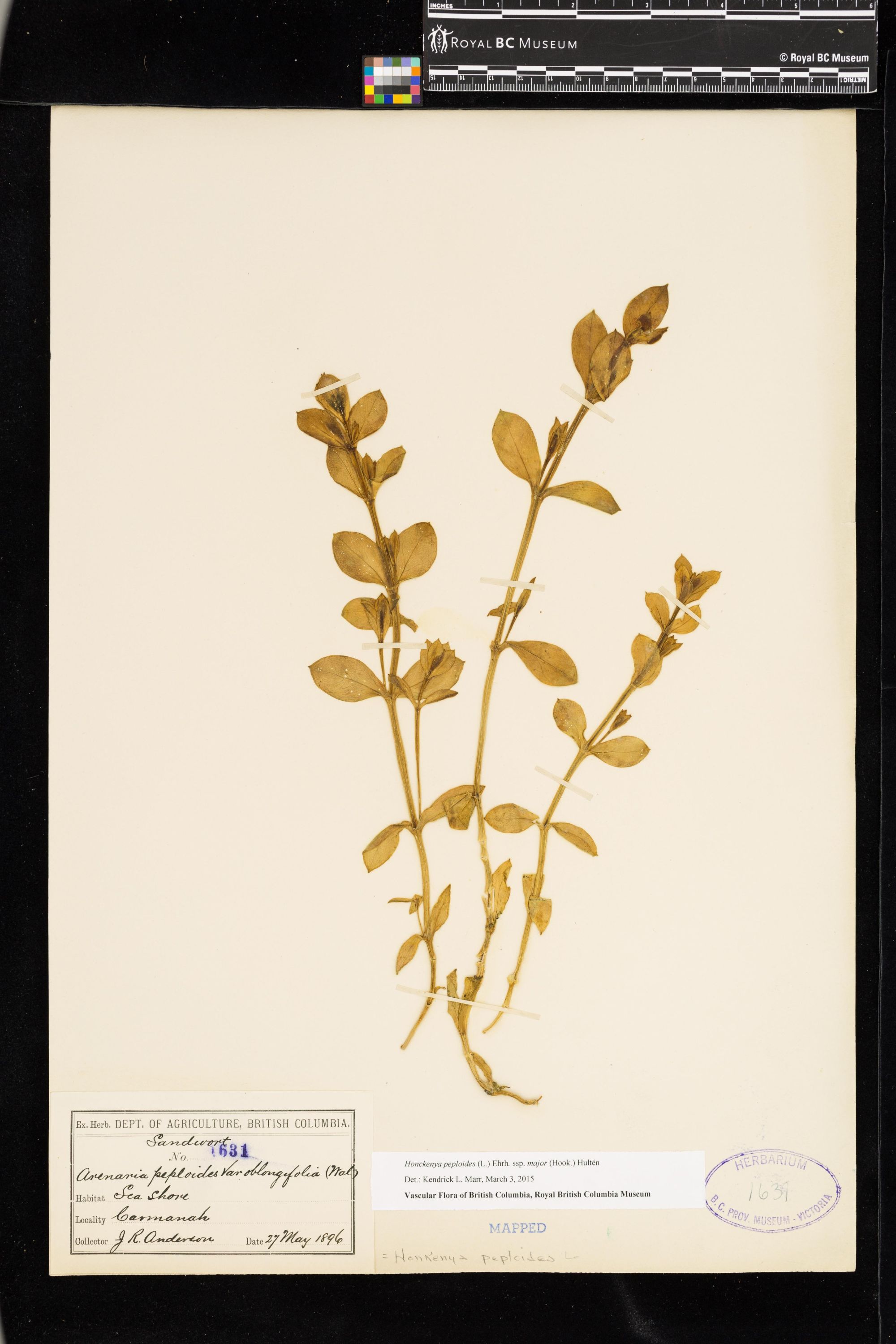 Image représentant Honckenya peploides ssp. major