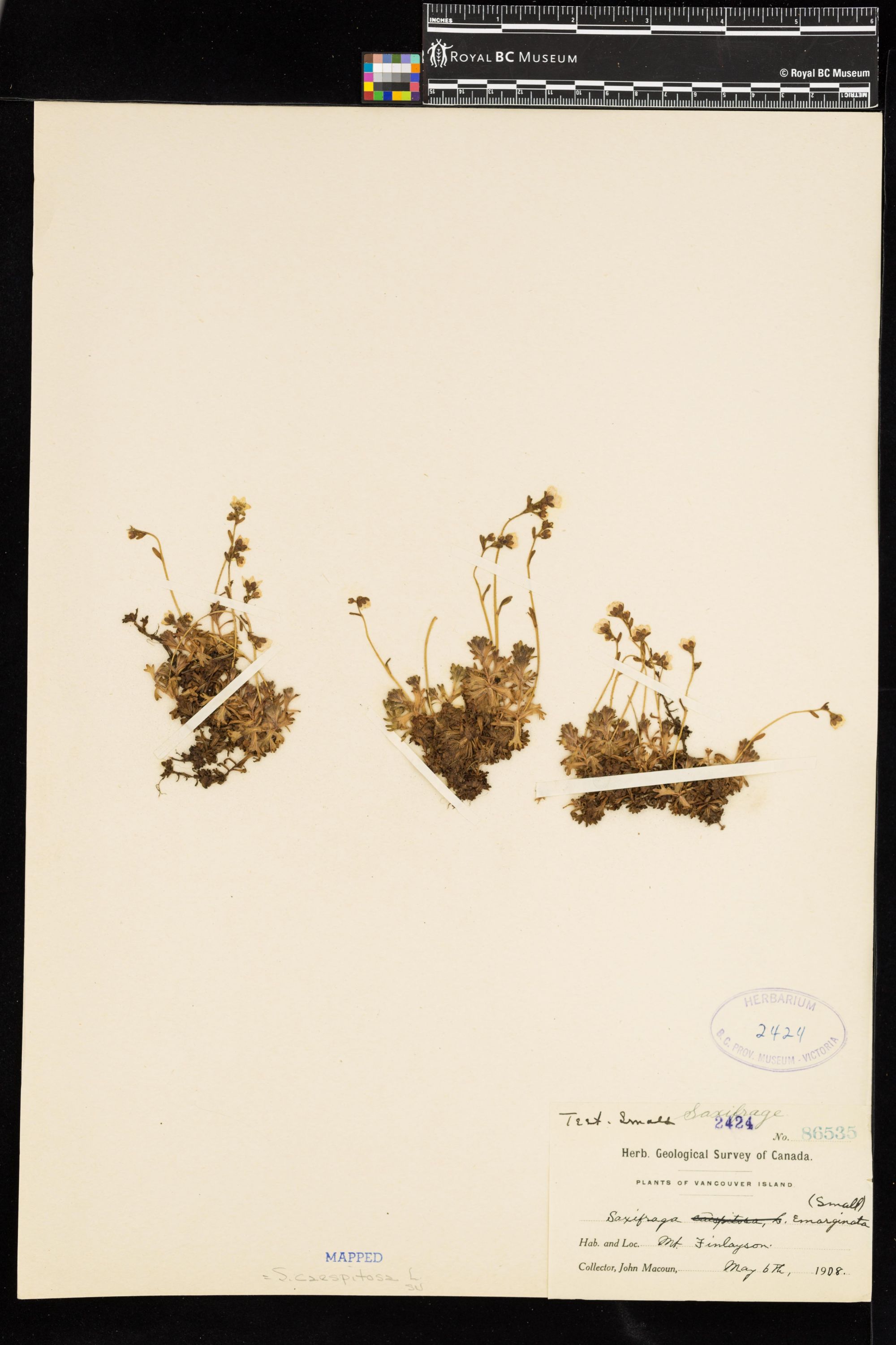 Image representing Saxifraga caespitosa.