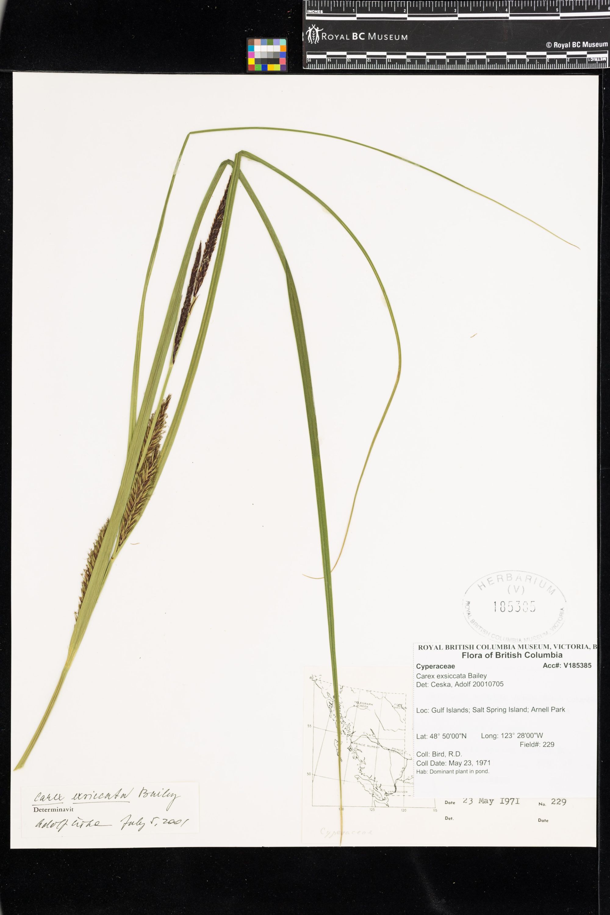 Image representing Carex exsiccata.