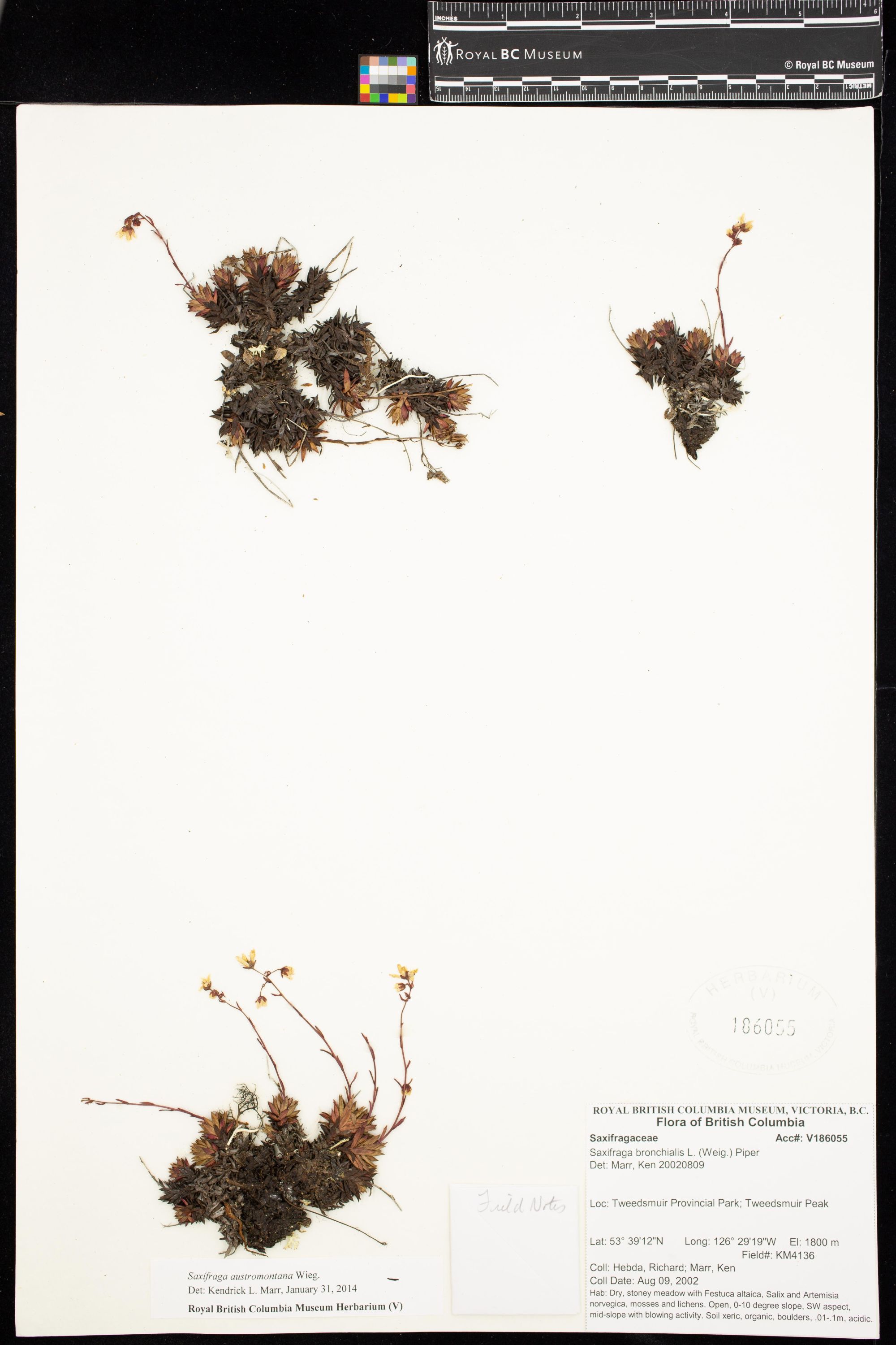 Image representing Saxifraga austromontana.