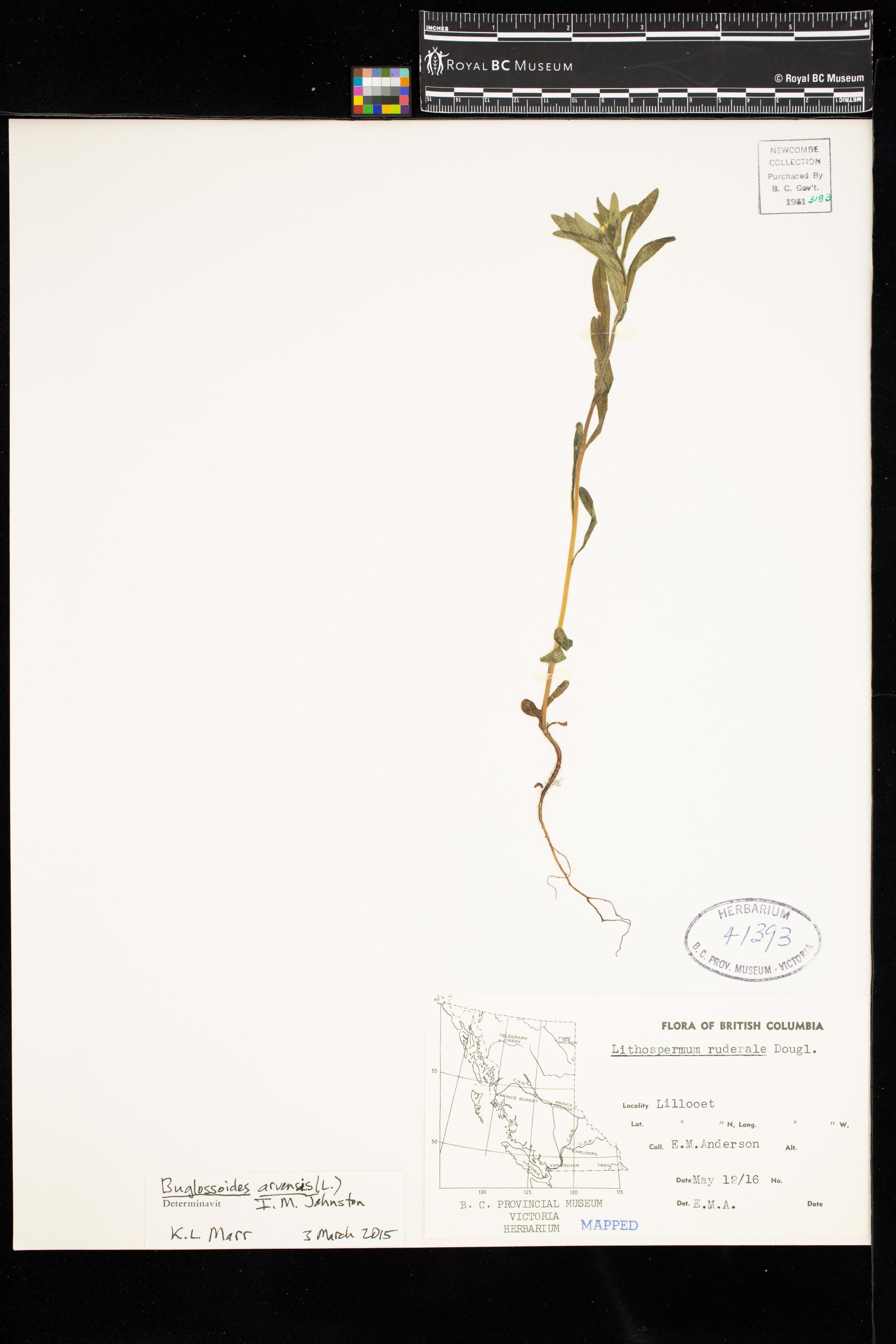 Image representing Lithospermum ruderale.