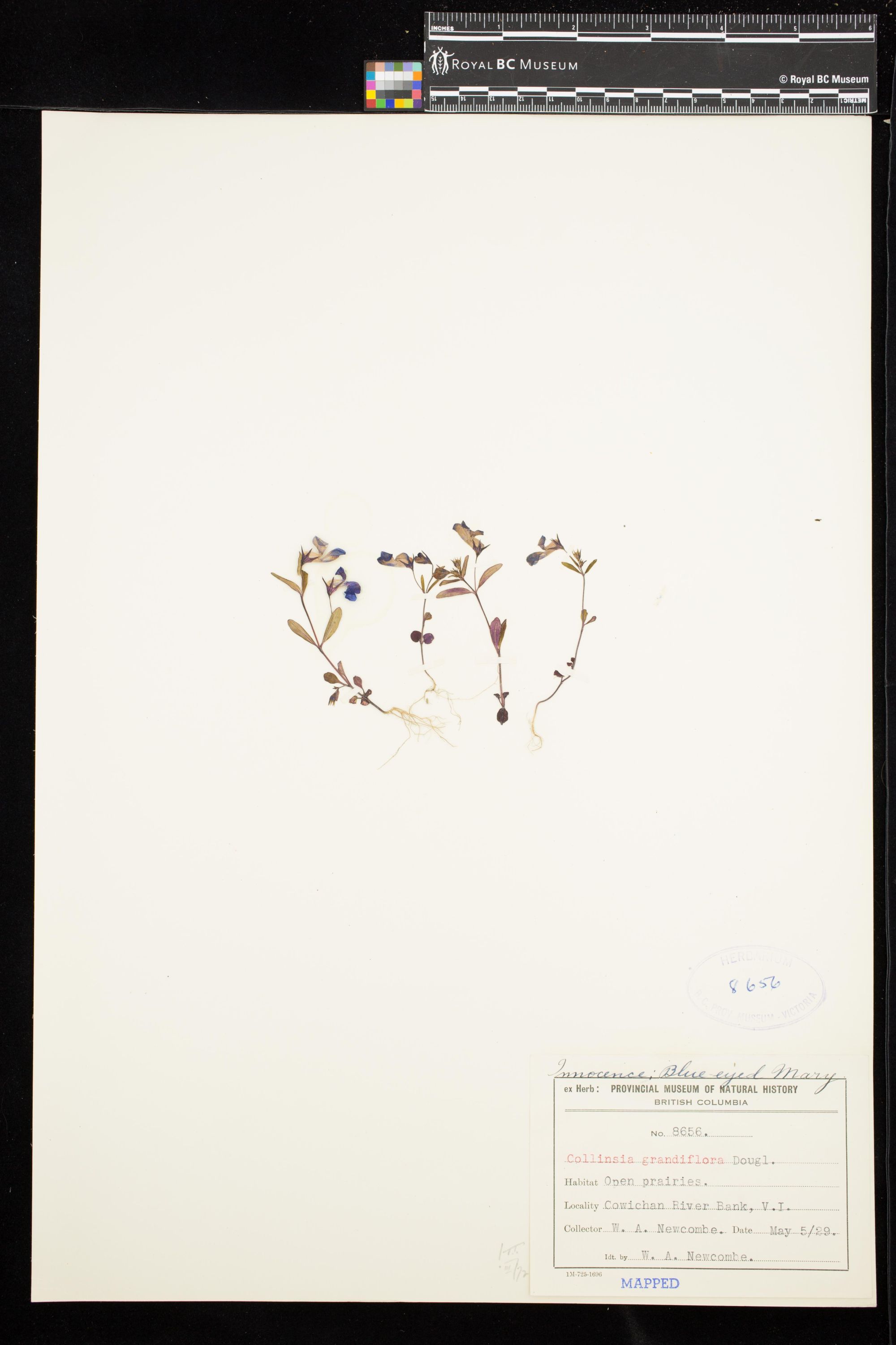 Image representing Collinsia grandiflora.