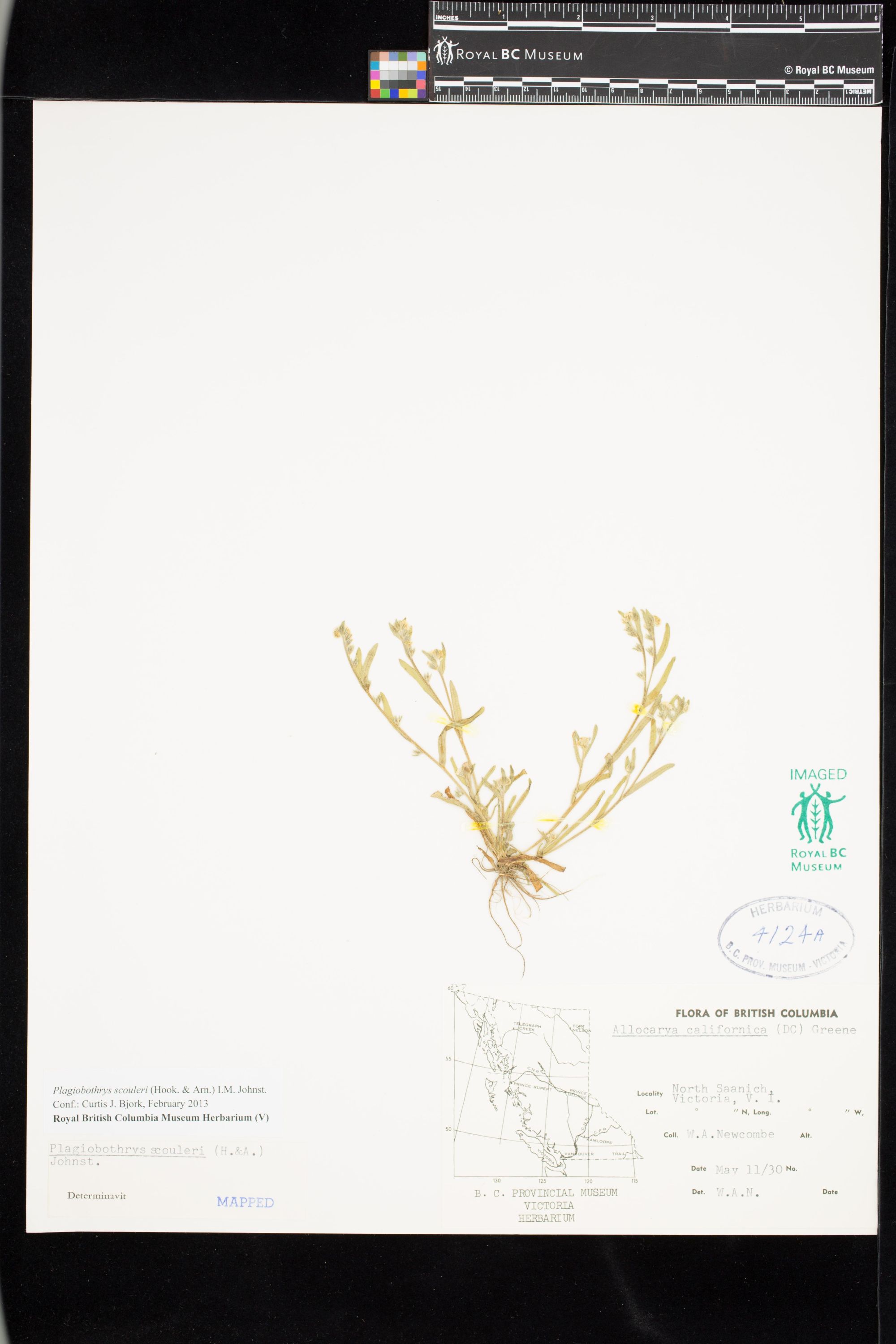 Image representing Plagiobothrys scouleri.