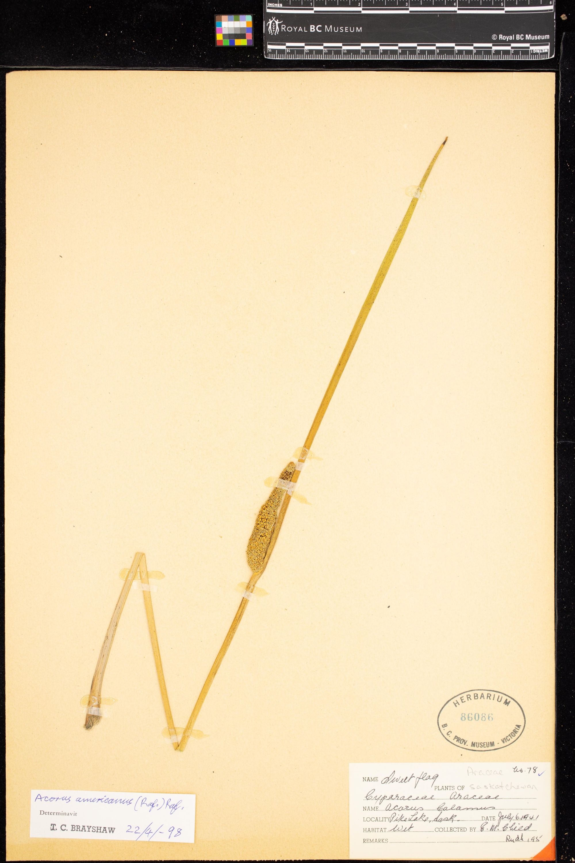 Image representing Acorus americanus.