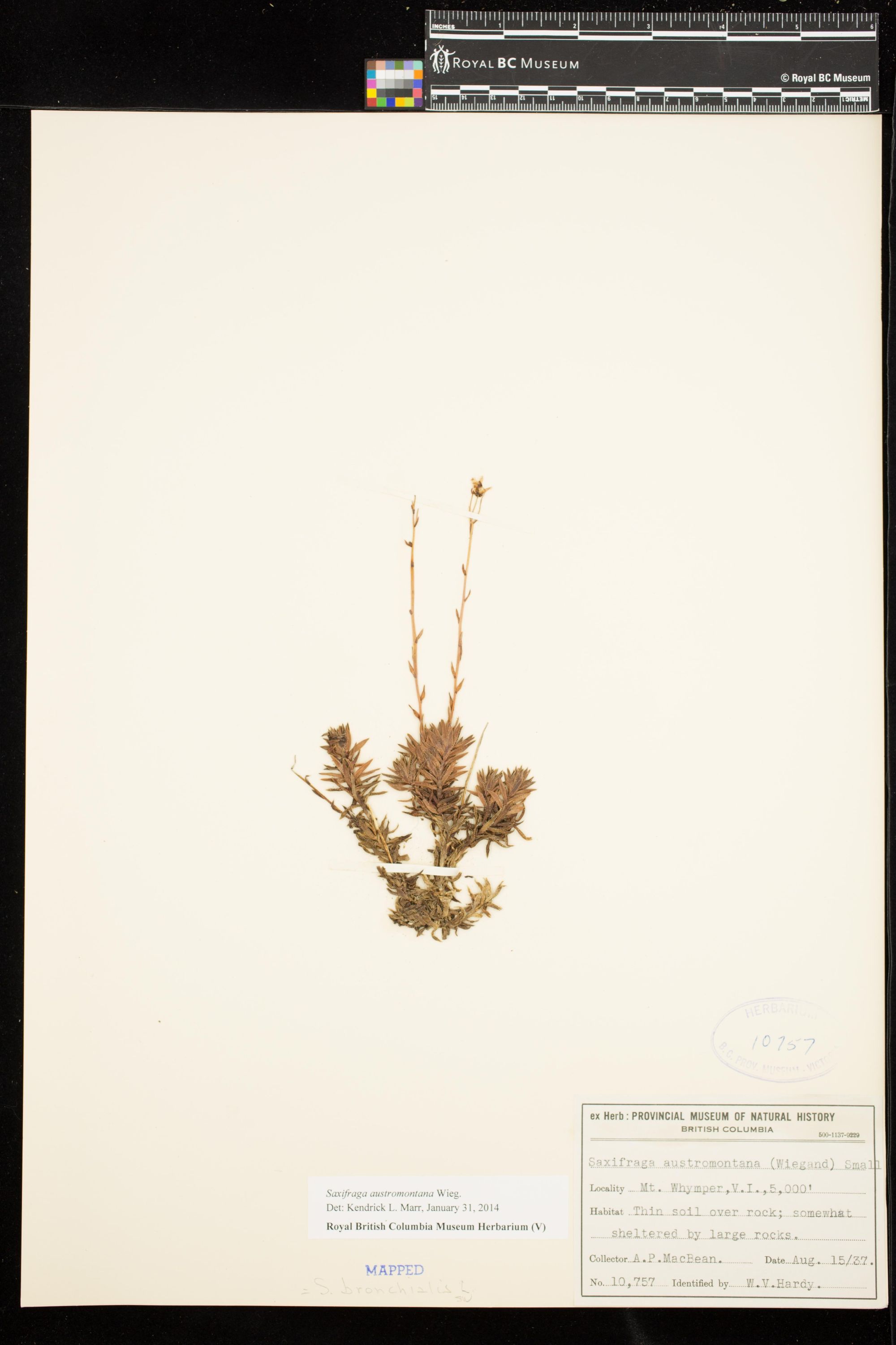 Image representing Saxifraga austromontana.