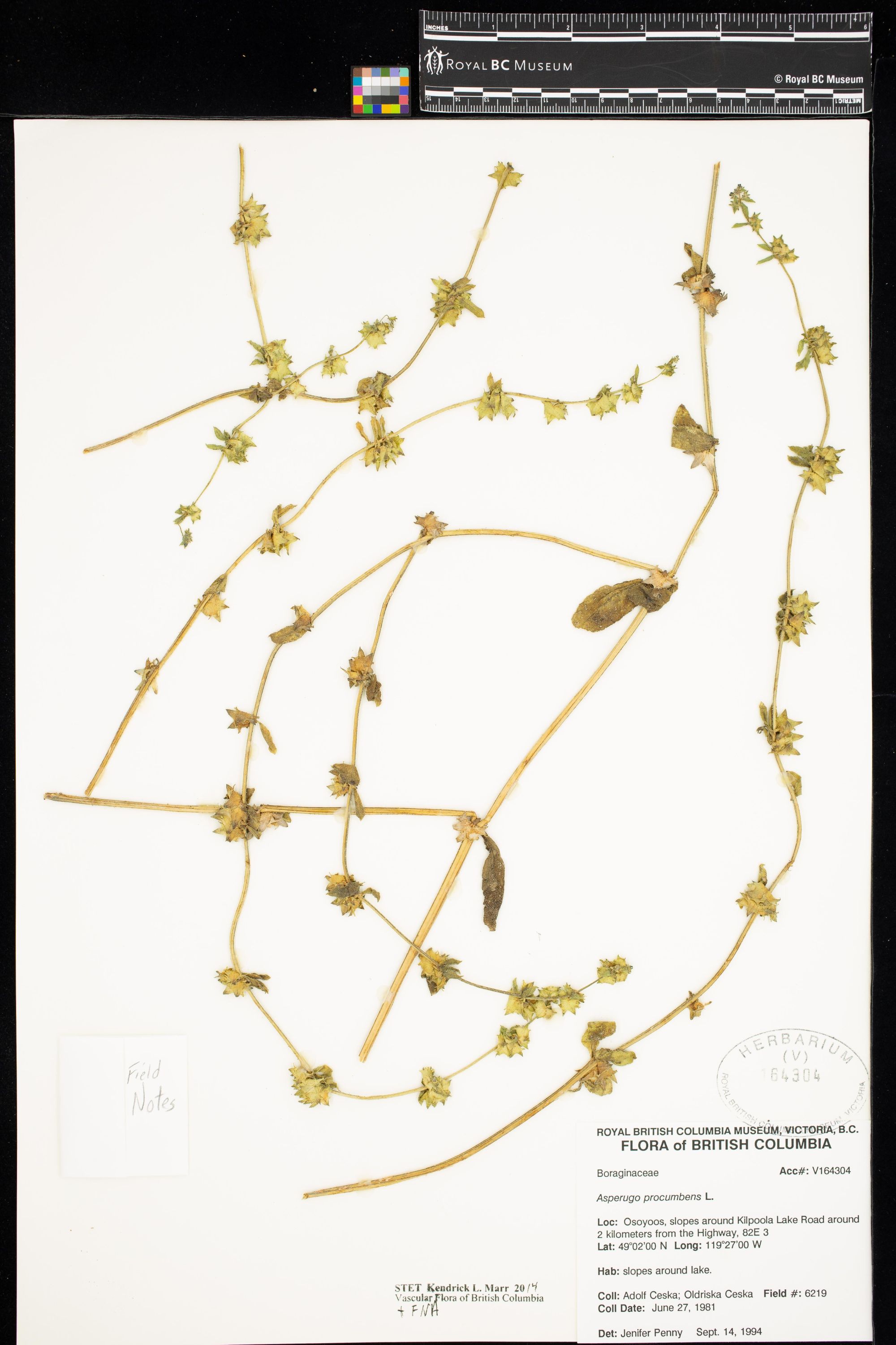 Image representing Asperugo procumbens.