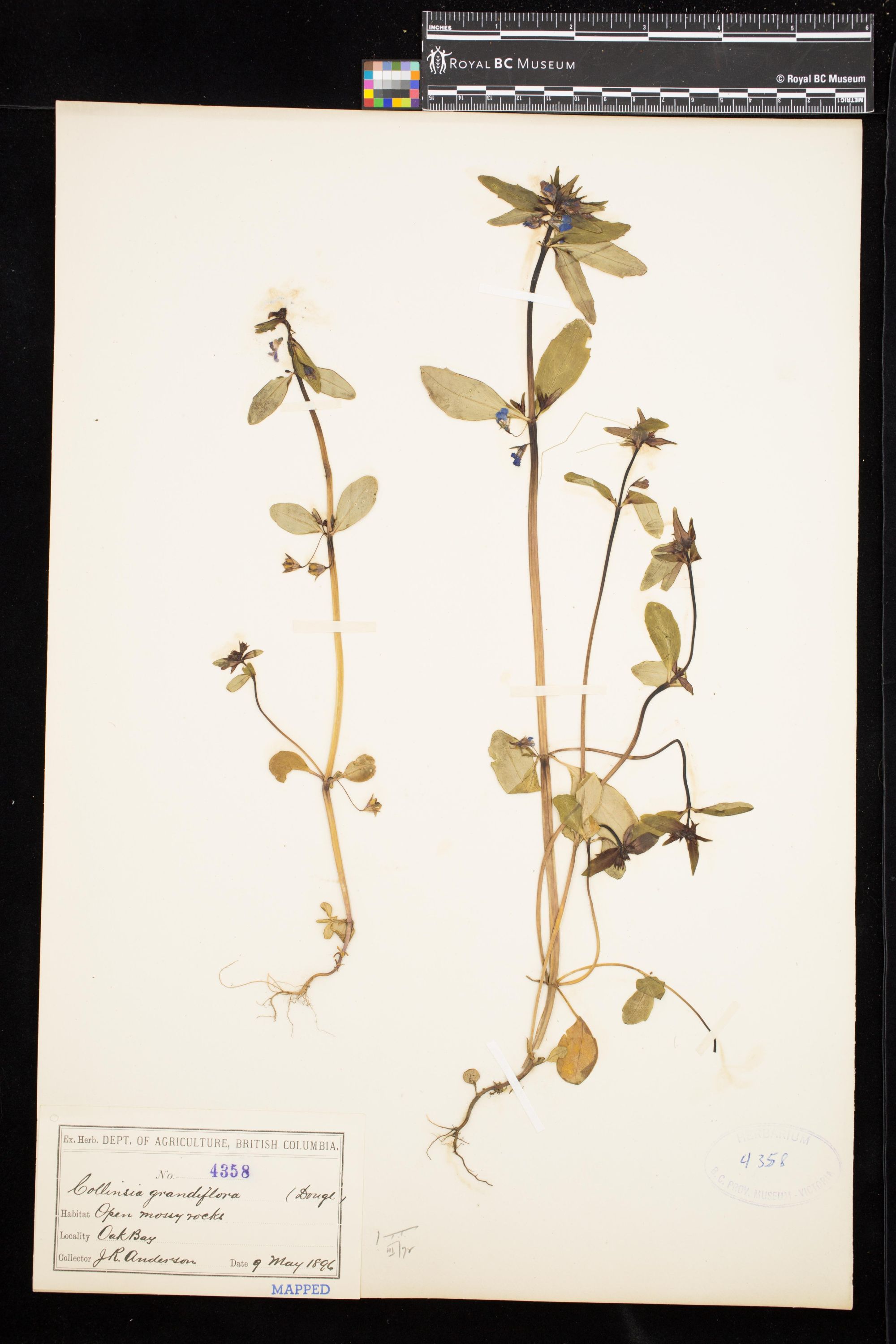 Image representing Collinsia grandiflora.