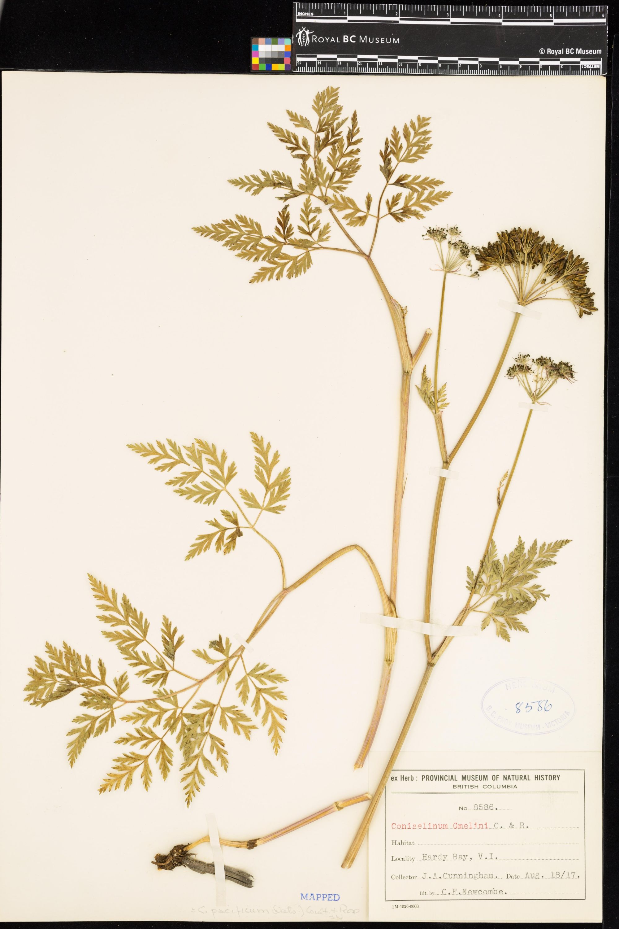 Image representing Conioselinum pacificum.