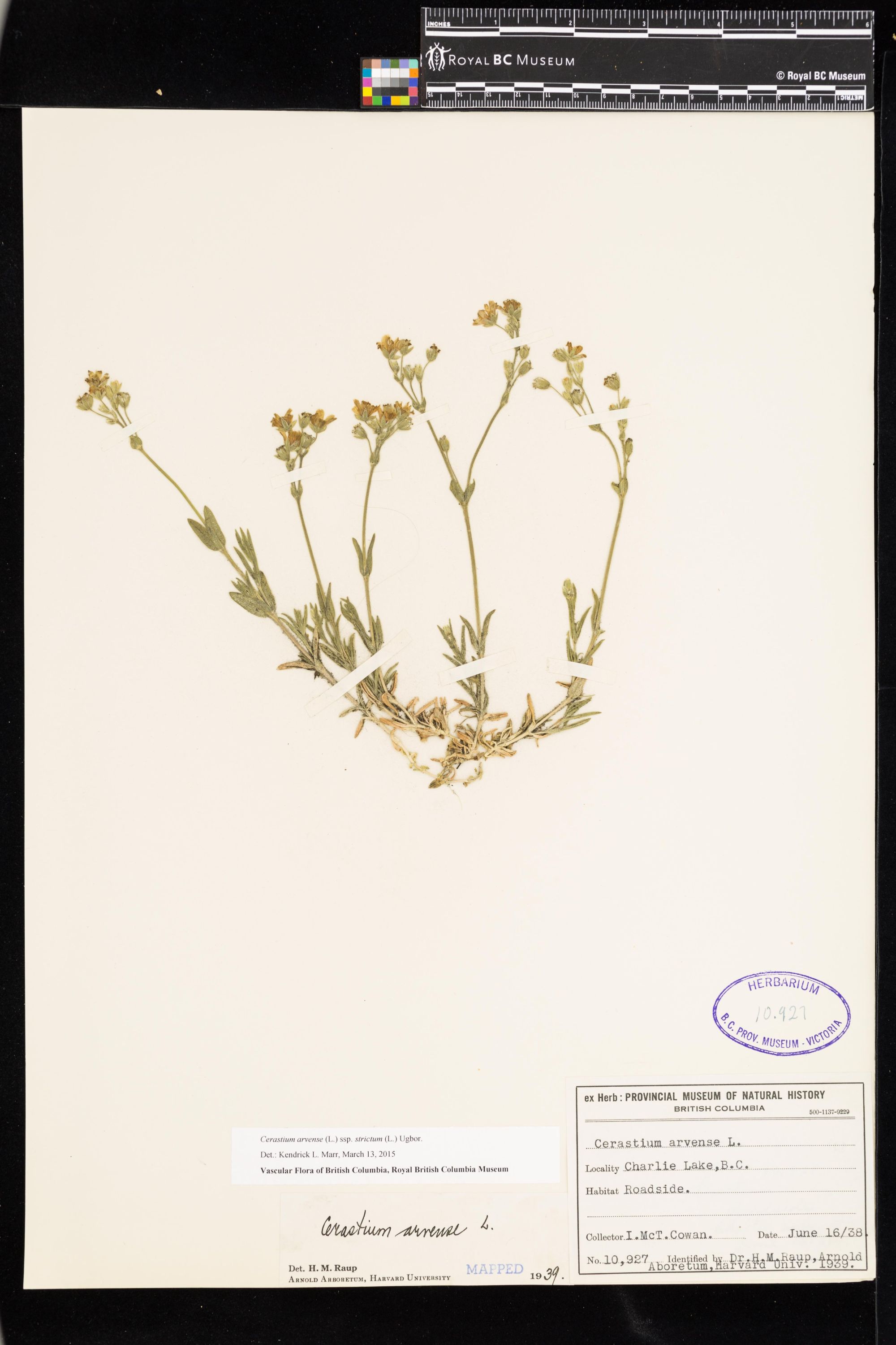 Image representing Cerastium arvense ssp. strictum.