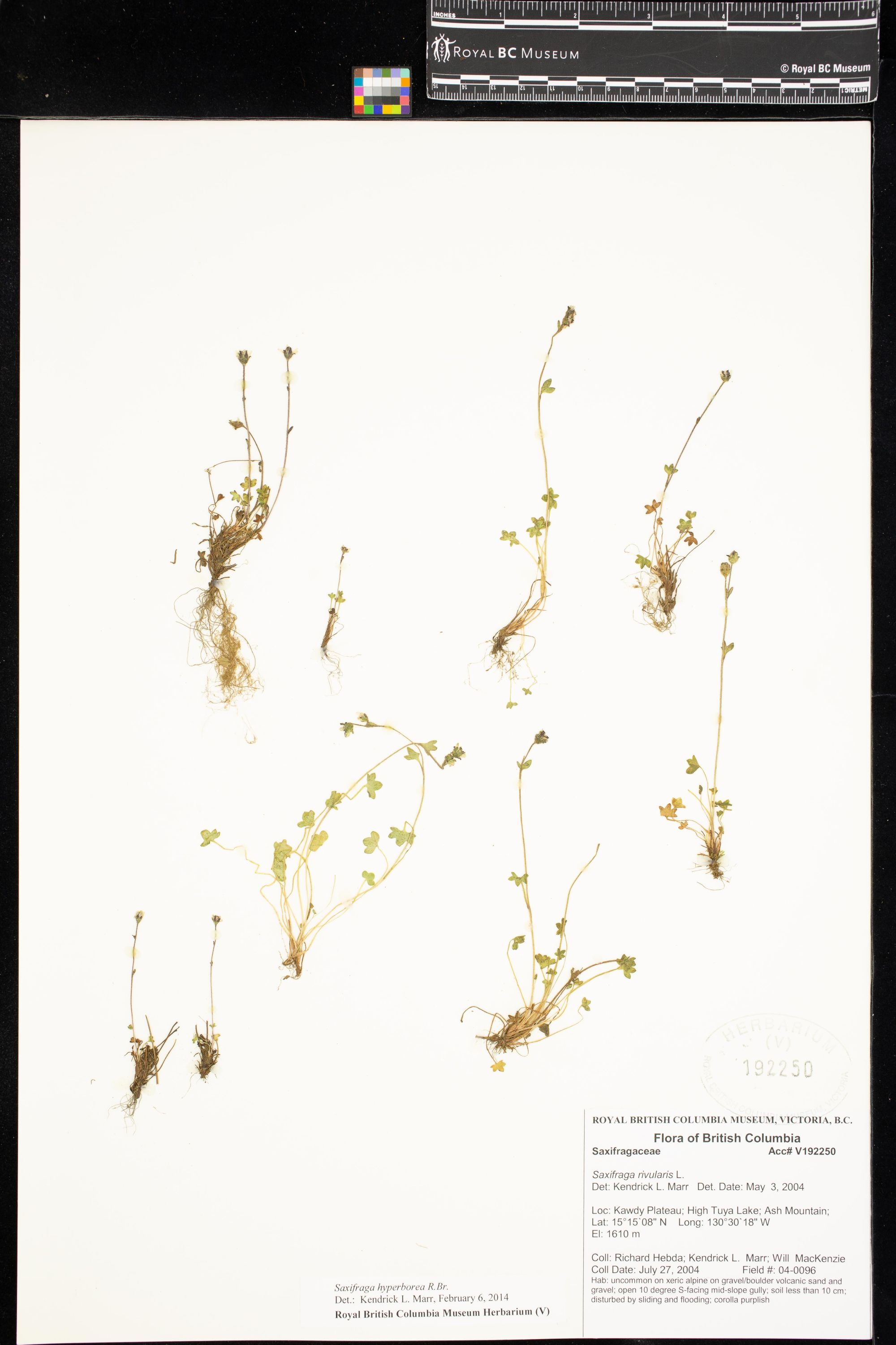 Image representing Saxifraga hyperborea.