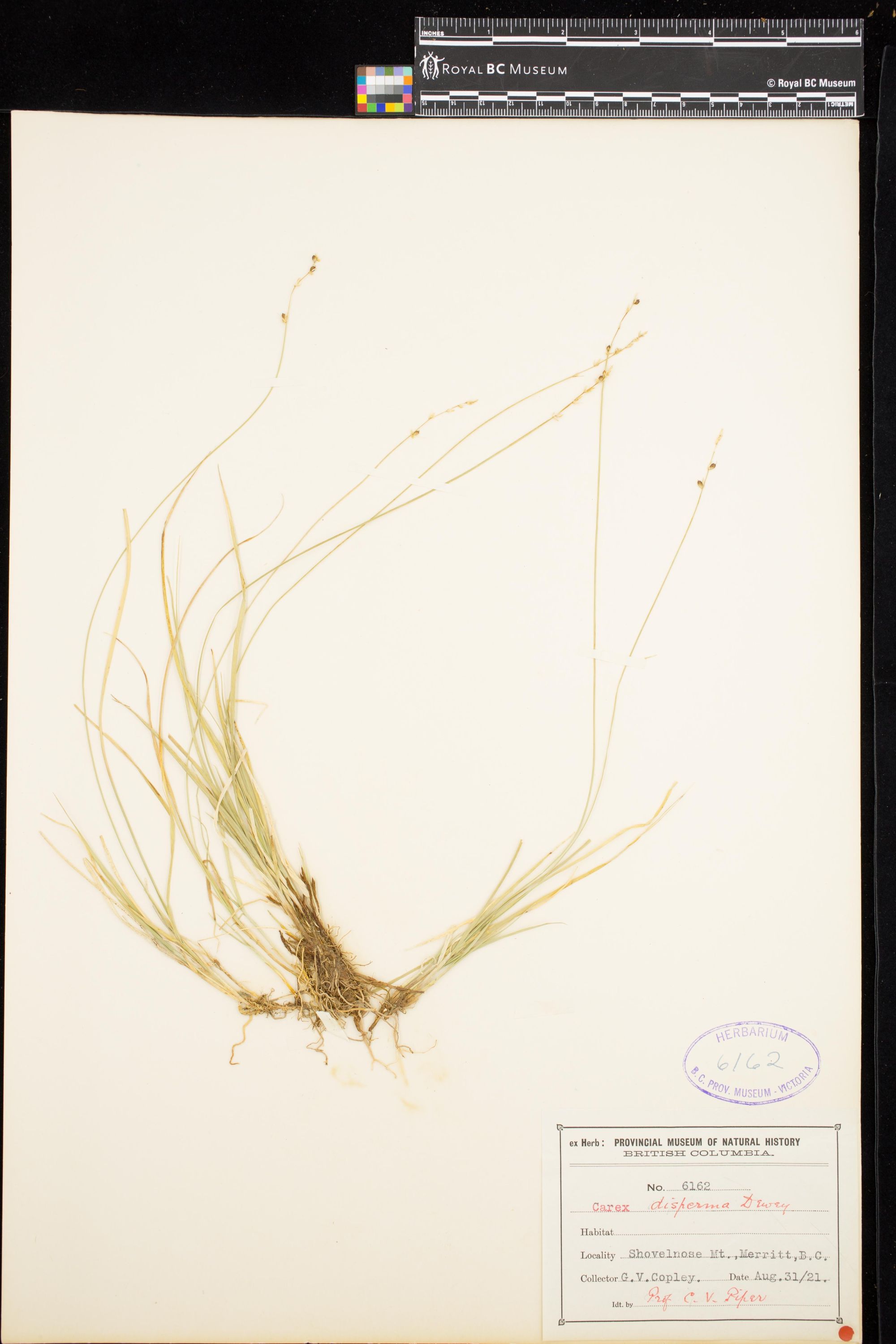 Image representing Carex disperma.